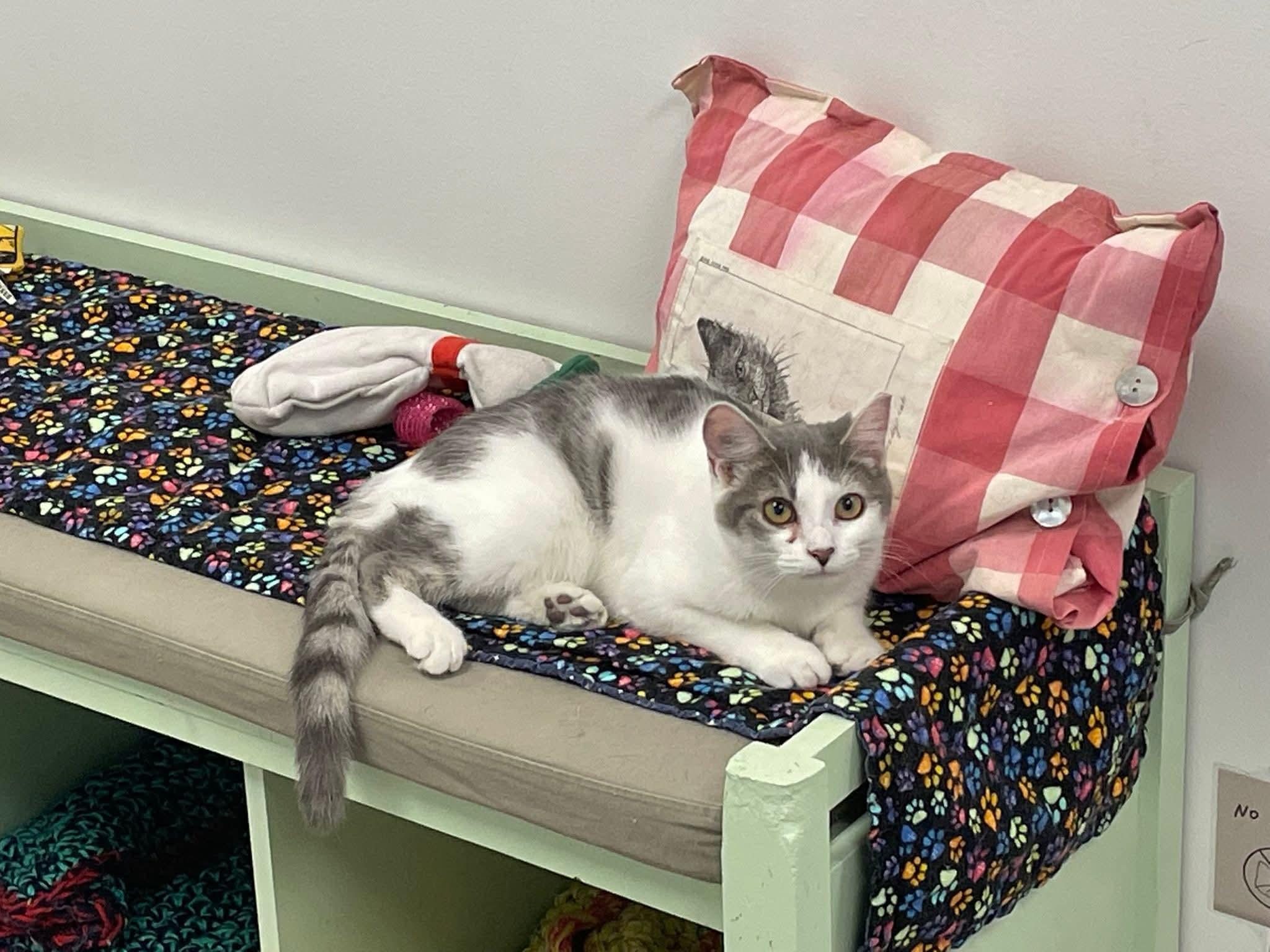 Wave Pool, a Adoptable Domestic Short Hair image 3/6