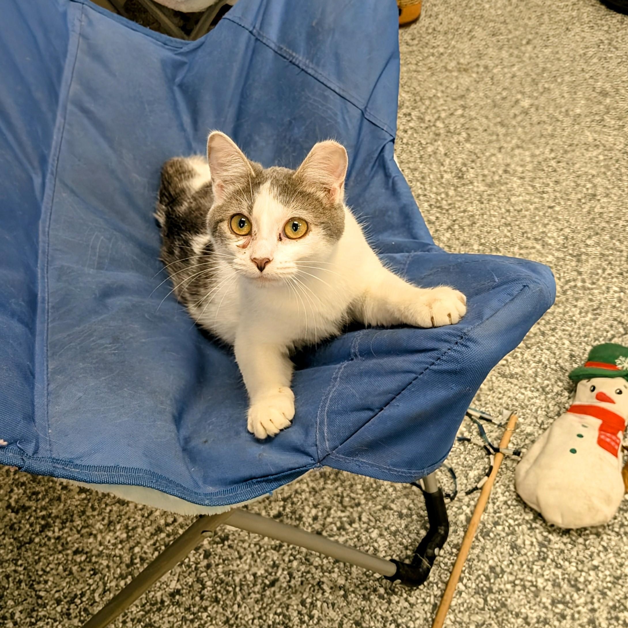 Wave Pool, a Adoptable Domestic Short Hair image 5/6