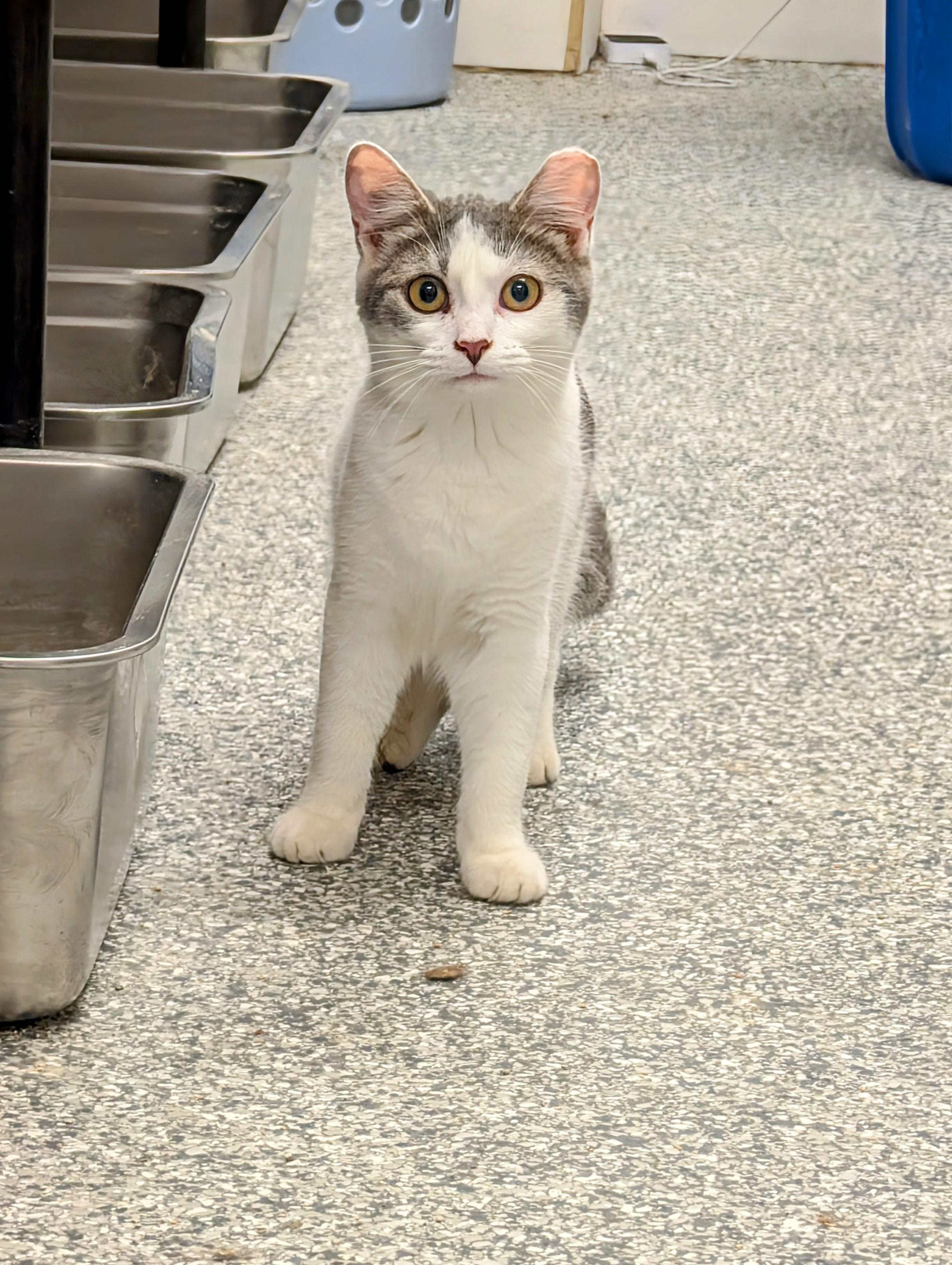 Wave Pool, a Adoptable Domestic Short Hair image 6/6