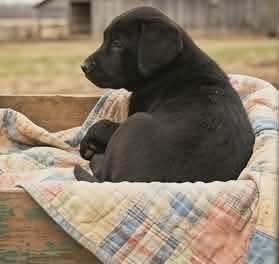 Enlarge Hershey, an adopted mixed breed in East Dundee , IL image 3/4