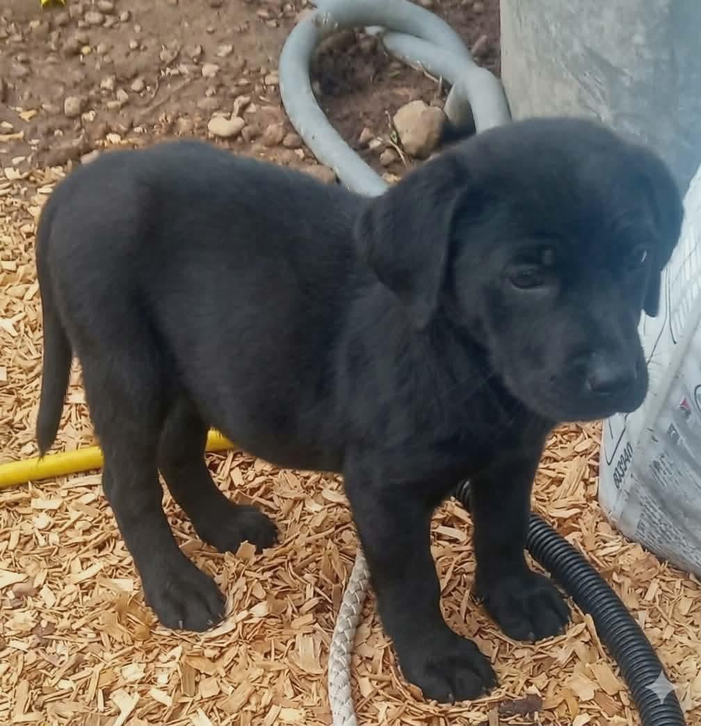 Enlarge Hershey, an adopted mixed breed in East Dundee , IL image 1/4