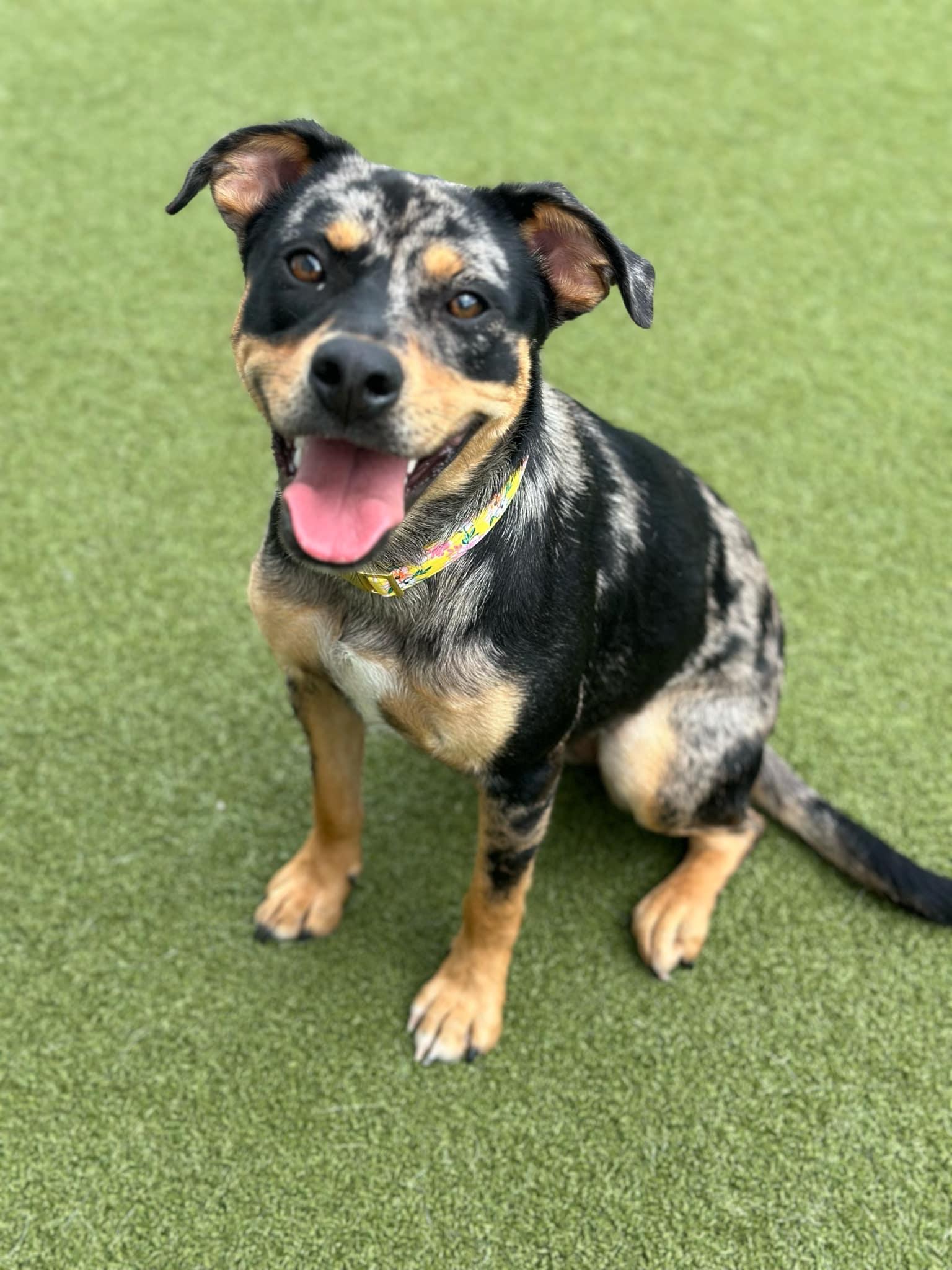 Pearl, a Adopted mixed breed in Seneca Falls, NY image 1/5