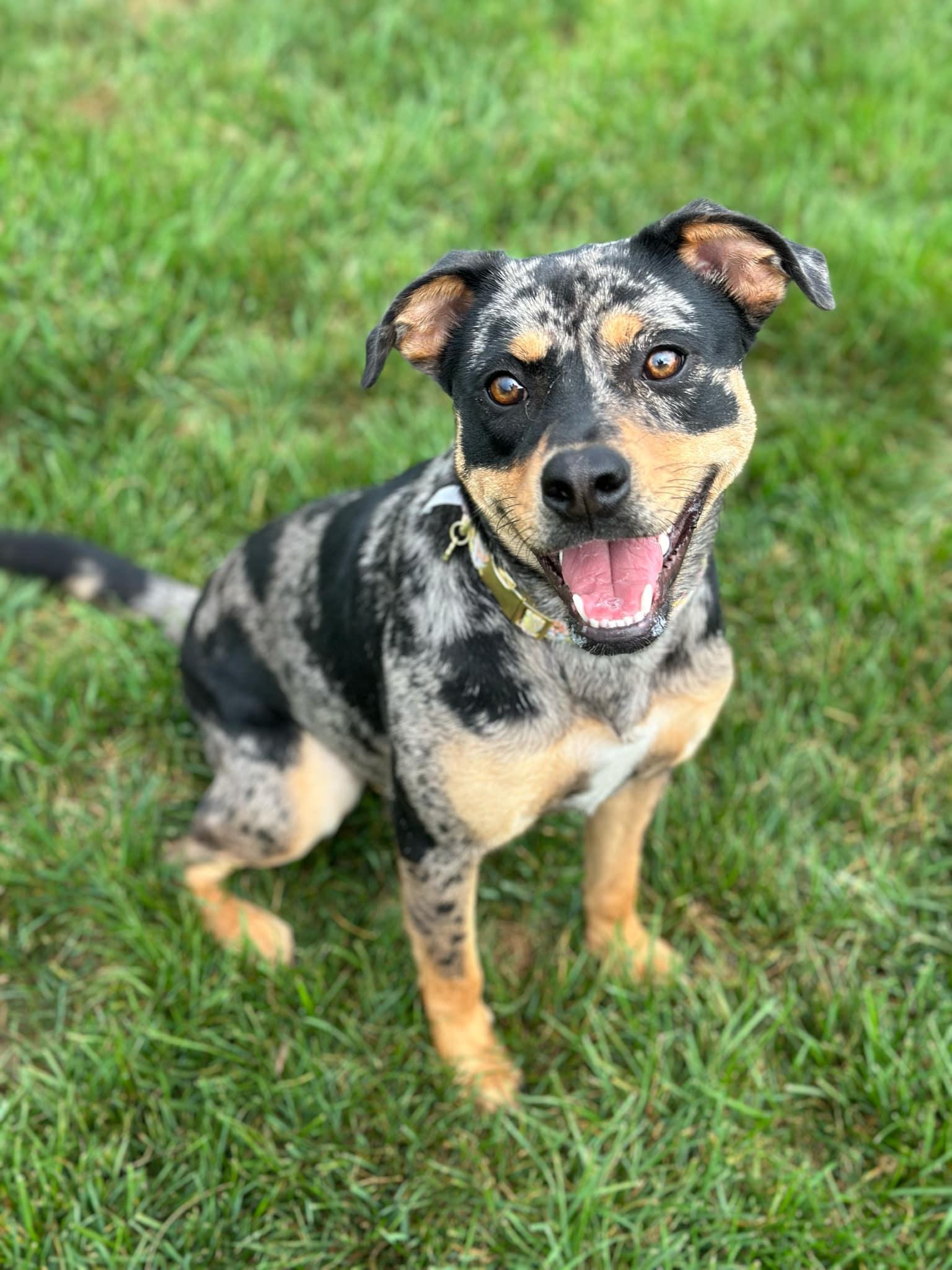 Pearl, a Adopted mixed breed in Seneca Falls, NY image 2/5