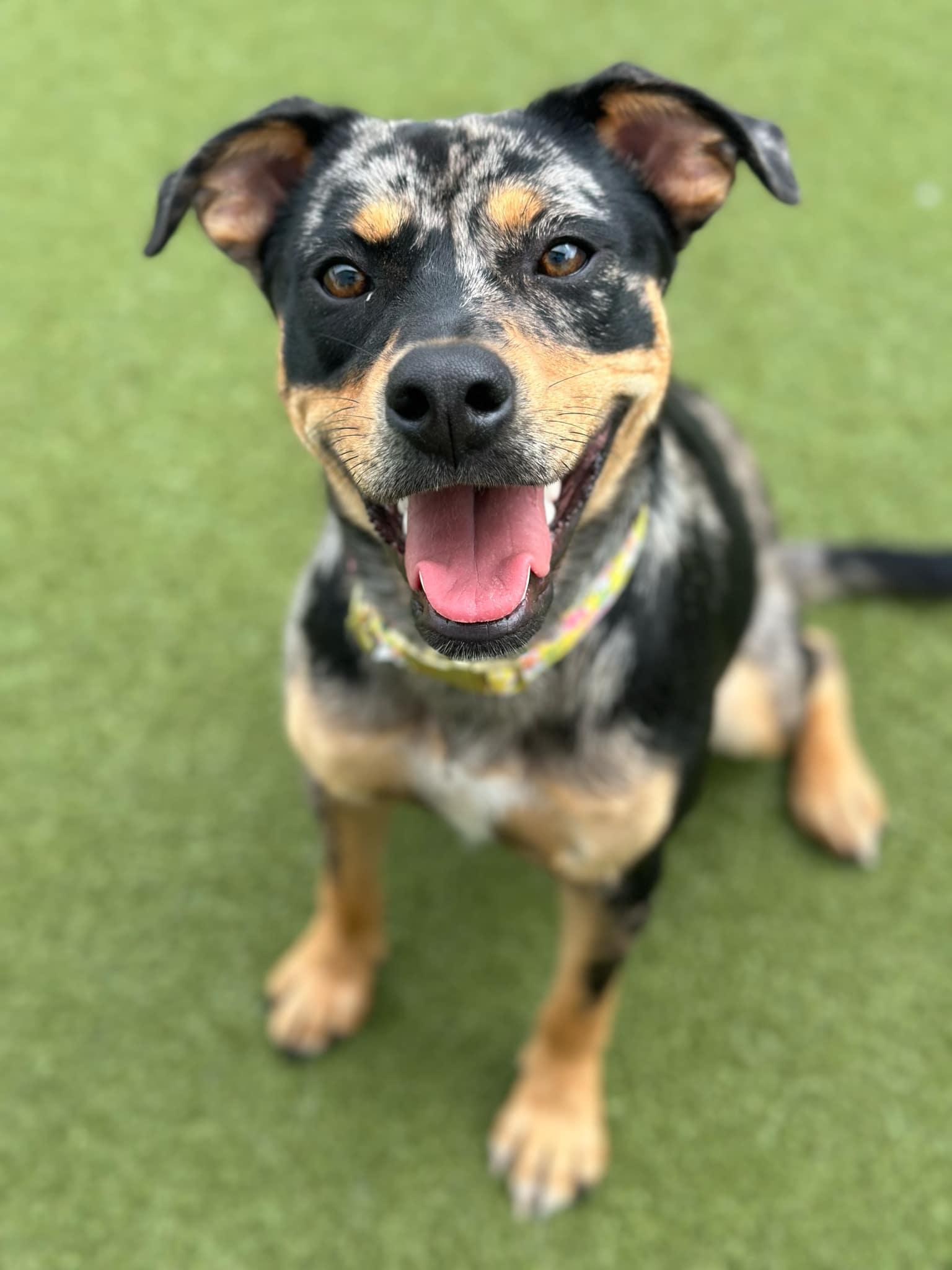 Pearl, Adopted, Young Female Pit Bull Terrier & Rottweiler.