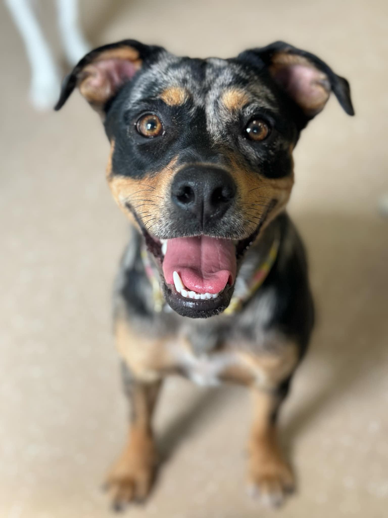 Pearl, a Adopted mixed breed in Seneca Falls, NY image 5/5