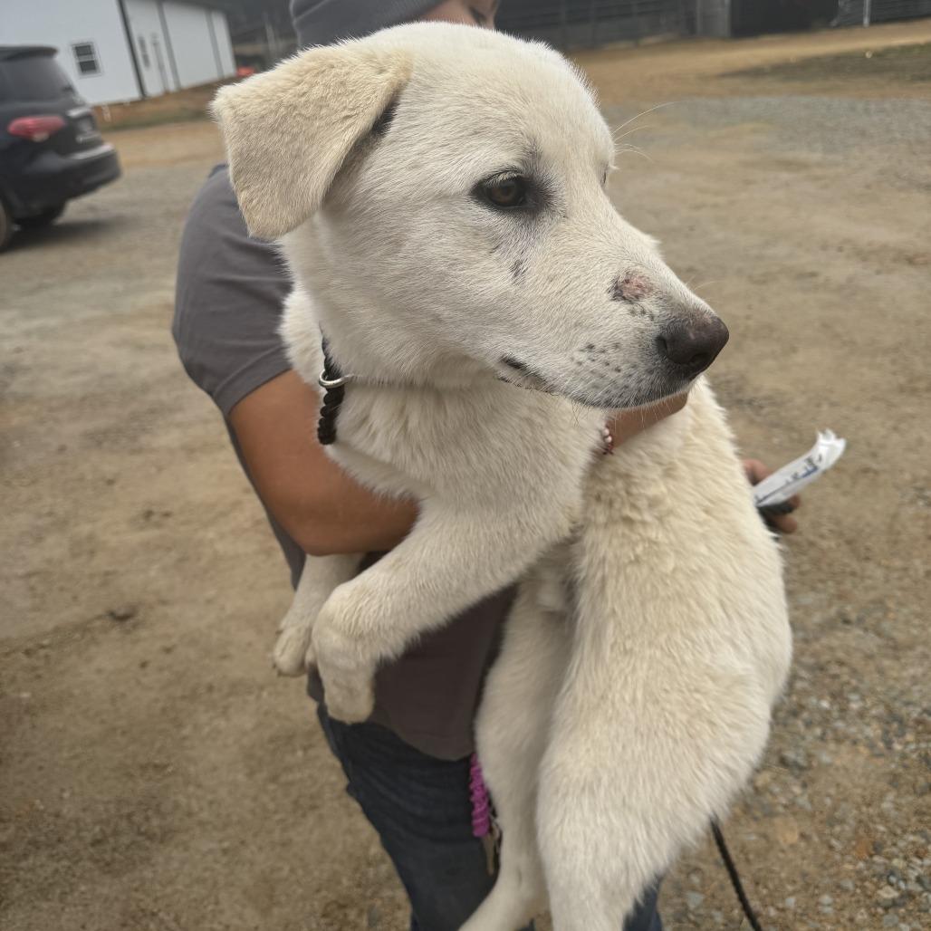 Enlarge Polar/Tugo, a Adoptable Great Pyrenees in Hohenwald, TN image 1/3