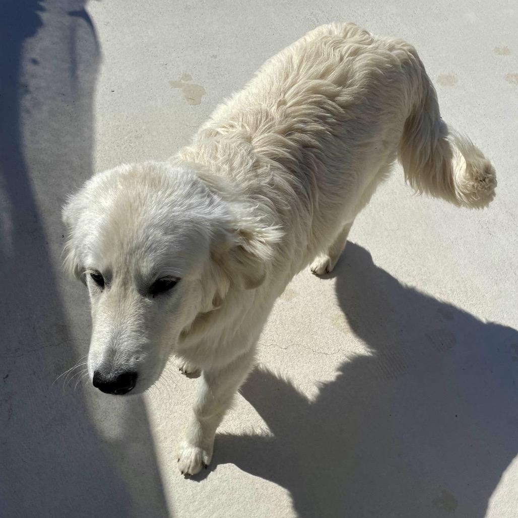 Enlarge Polar/Tugo, a Adoptable Great Pyrenees in Hohenwald, TN image 3/3