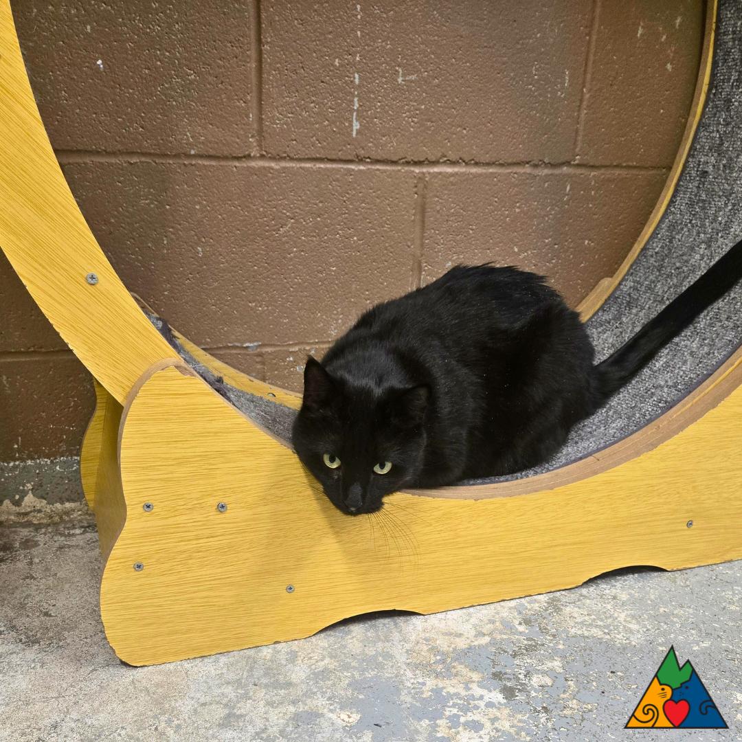 Marshall, an adopted Domestic Short Hair in Douglas, WY image 3/3