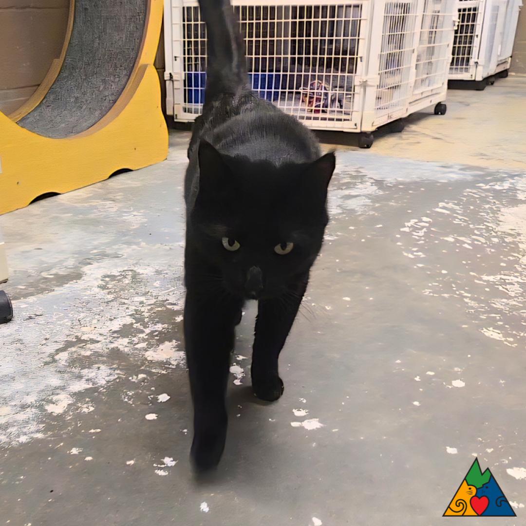 Marshall, adopted, Adult Male Domestic Short Hair.