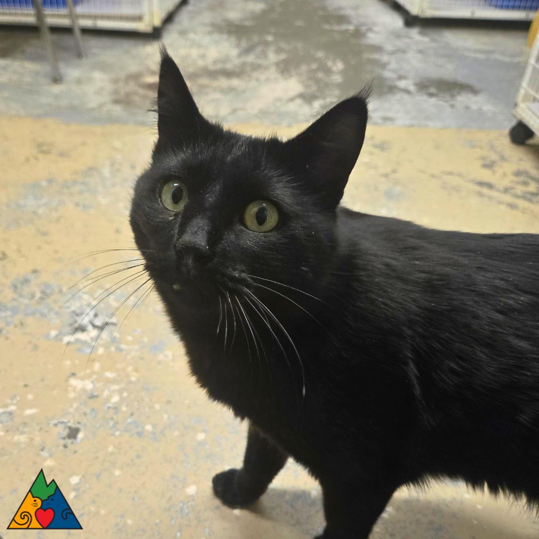 Marshall, an adopted Domestic Short Hair in Douglas, WY image 2/3