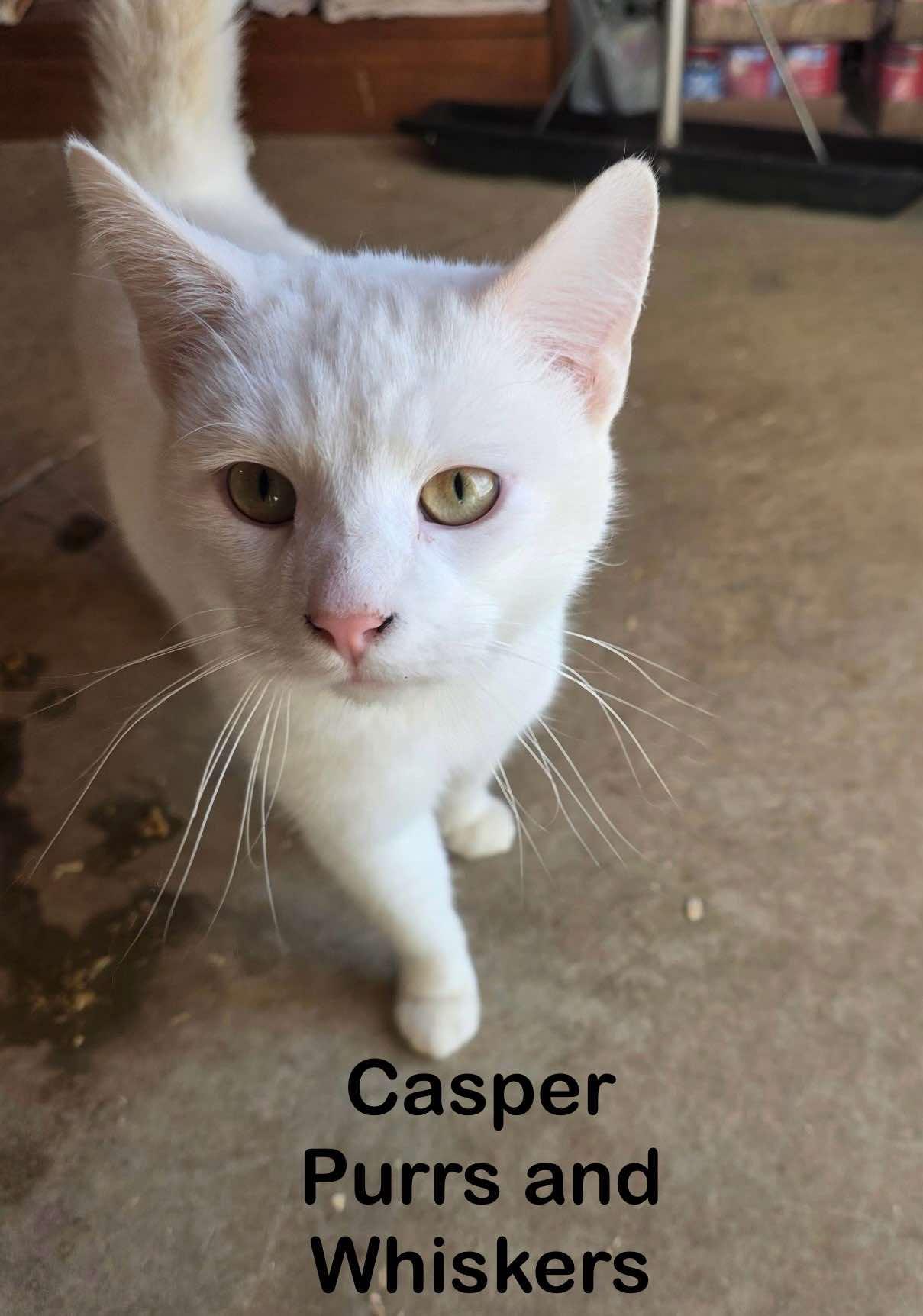 Casper, adopted, Young Male Domestic Short Hair.