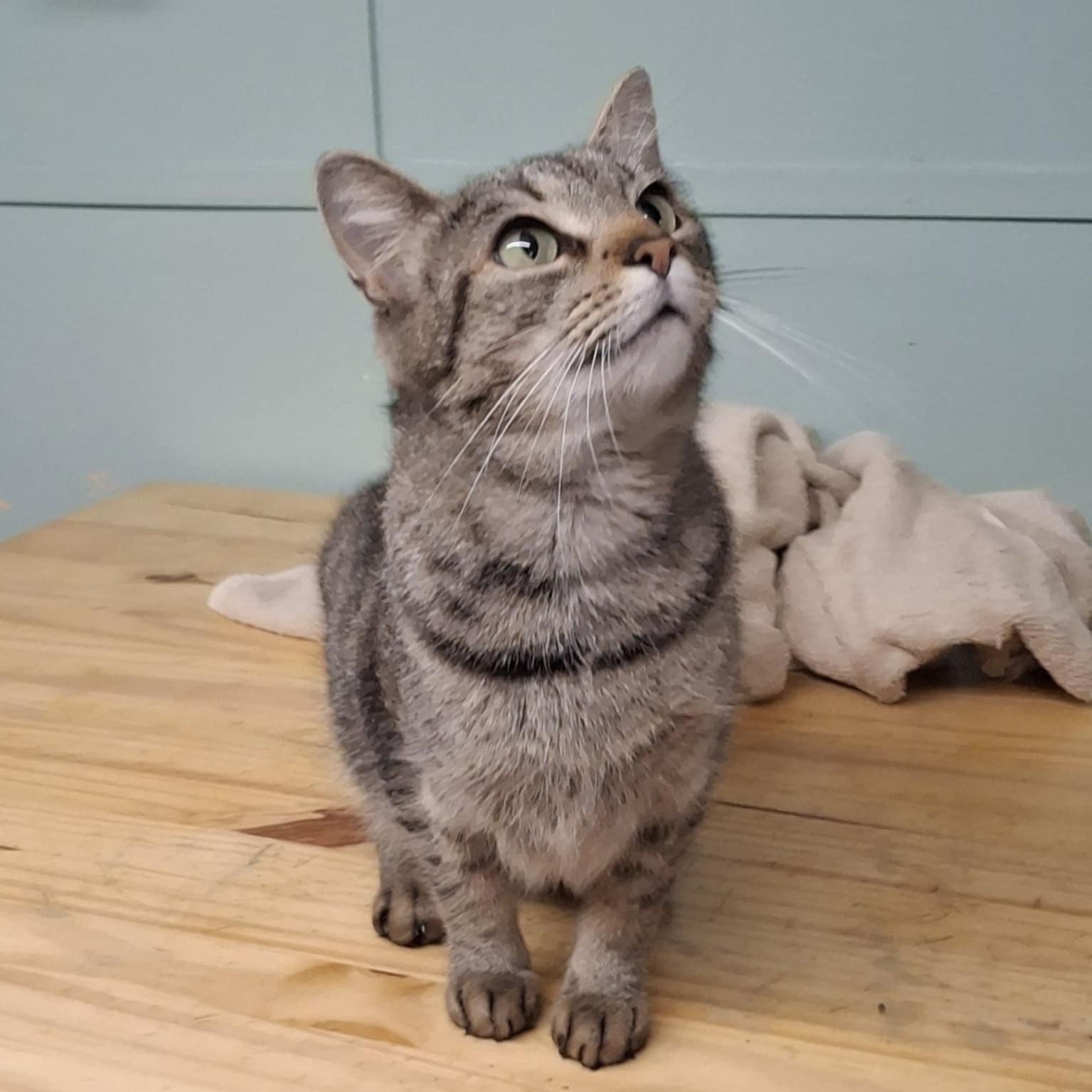 Cleo, Adult Female unknown