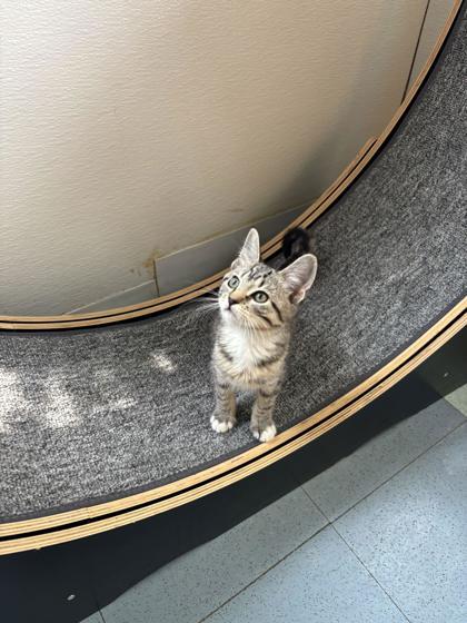 Astrid, ADOPTABLE, Kitten Female Domestic Short Hair.
