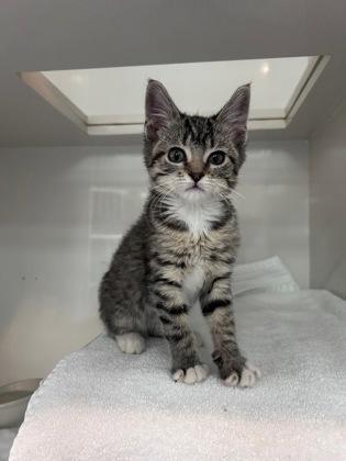 Enlarge Astrid, a ADOPTABLE Domestic Short Hair in Steamboat Springs, CO image 2/2