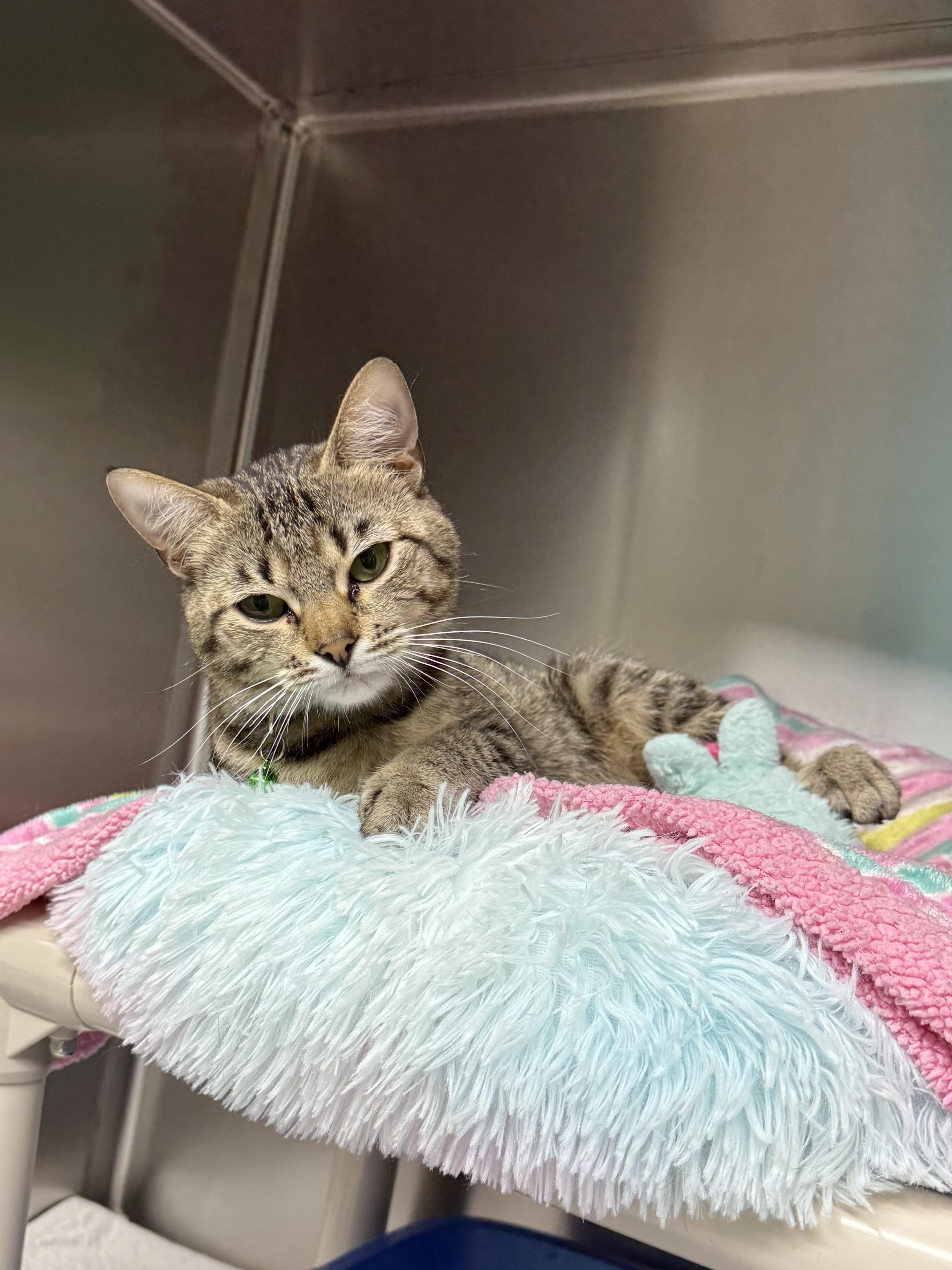 Michelle, an adoptable Domestic Short Hair in Jamestown, ND, 58402 | Photo Image 1