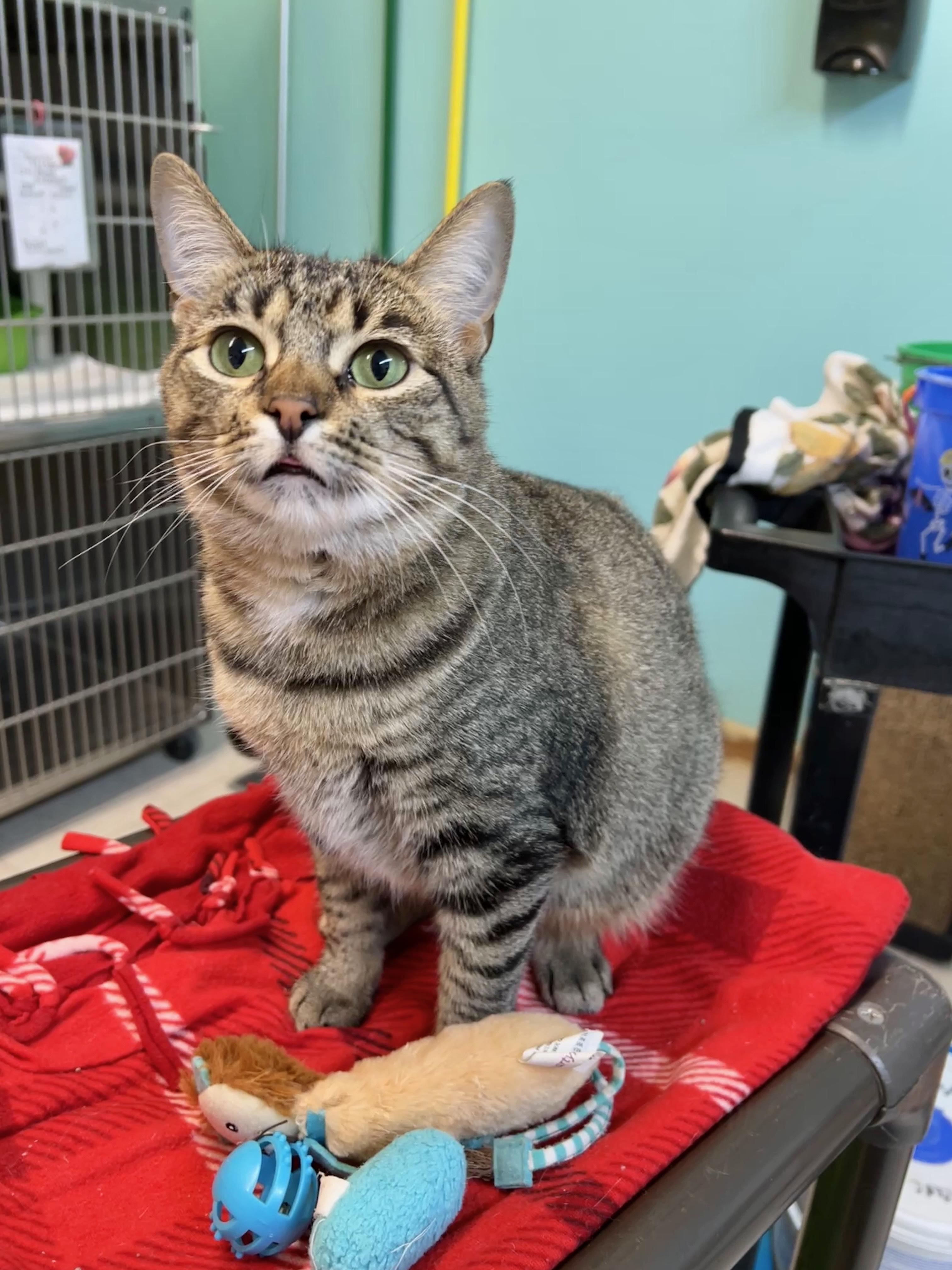 Michelle, an adoptable Domestic Short Hair in Jamestown, ND, 58402 | Photo Image 1