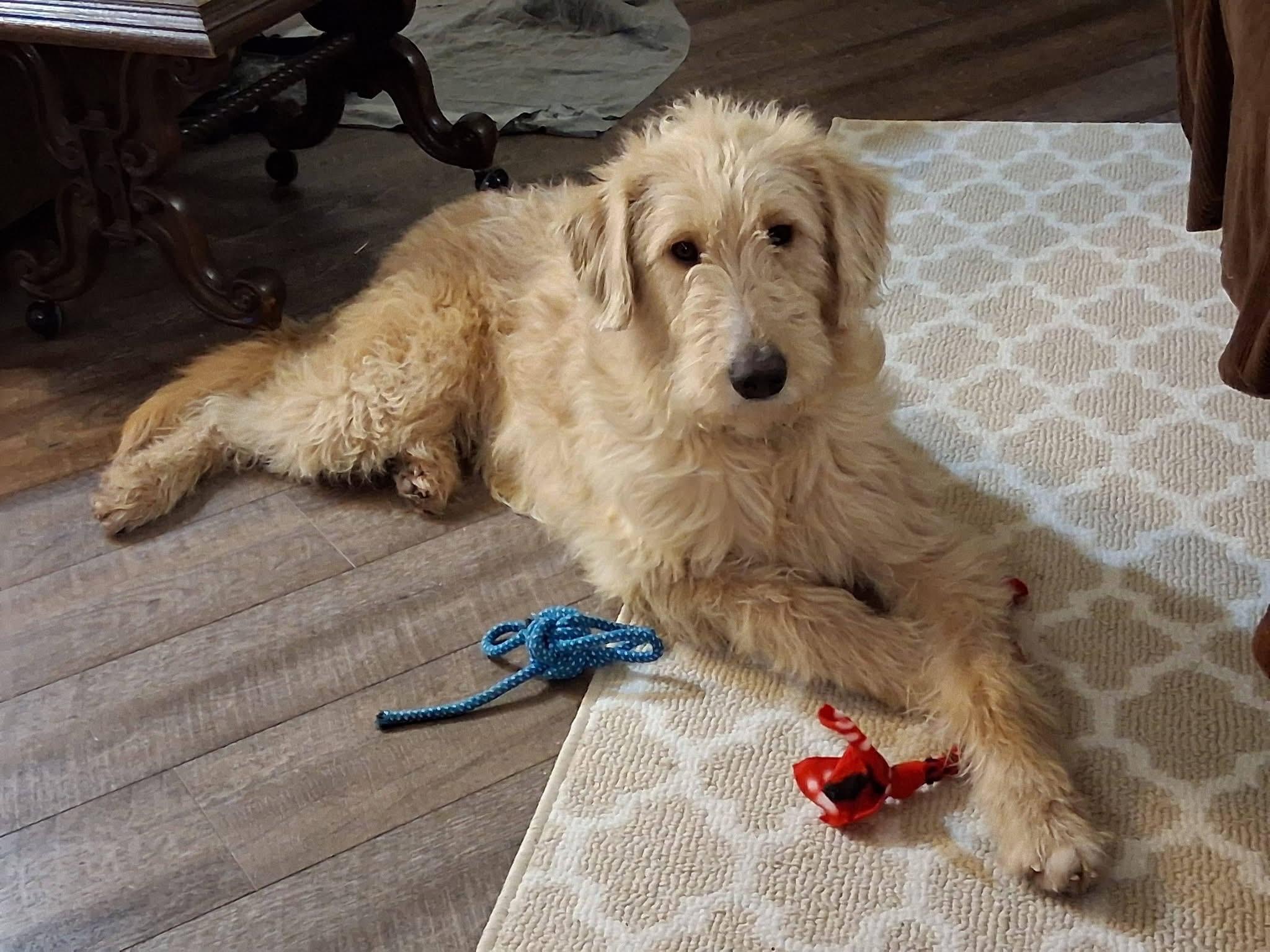 Taylor, adopted, Adult Male Labradoodle.