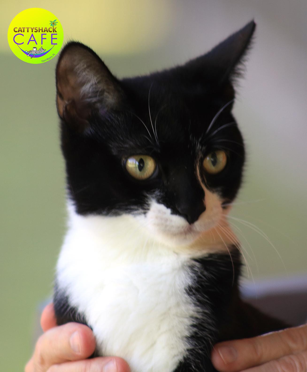 Onyx - CSC, Baby Female Domestic Short Hair