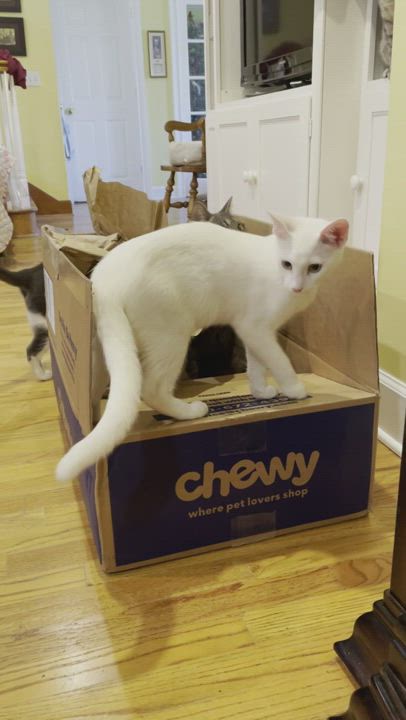 Enlarge Dumplin , a Adopted mixed breed in Tifton, GA video 3/5