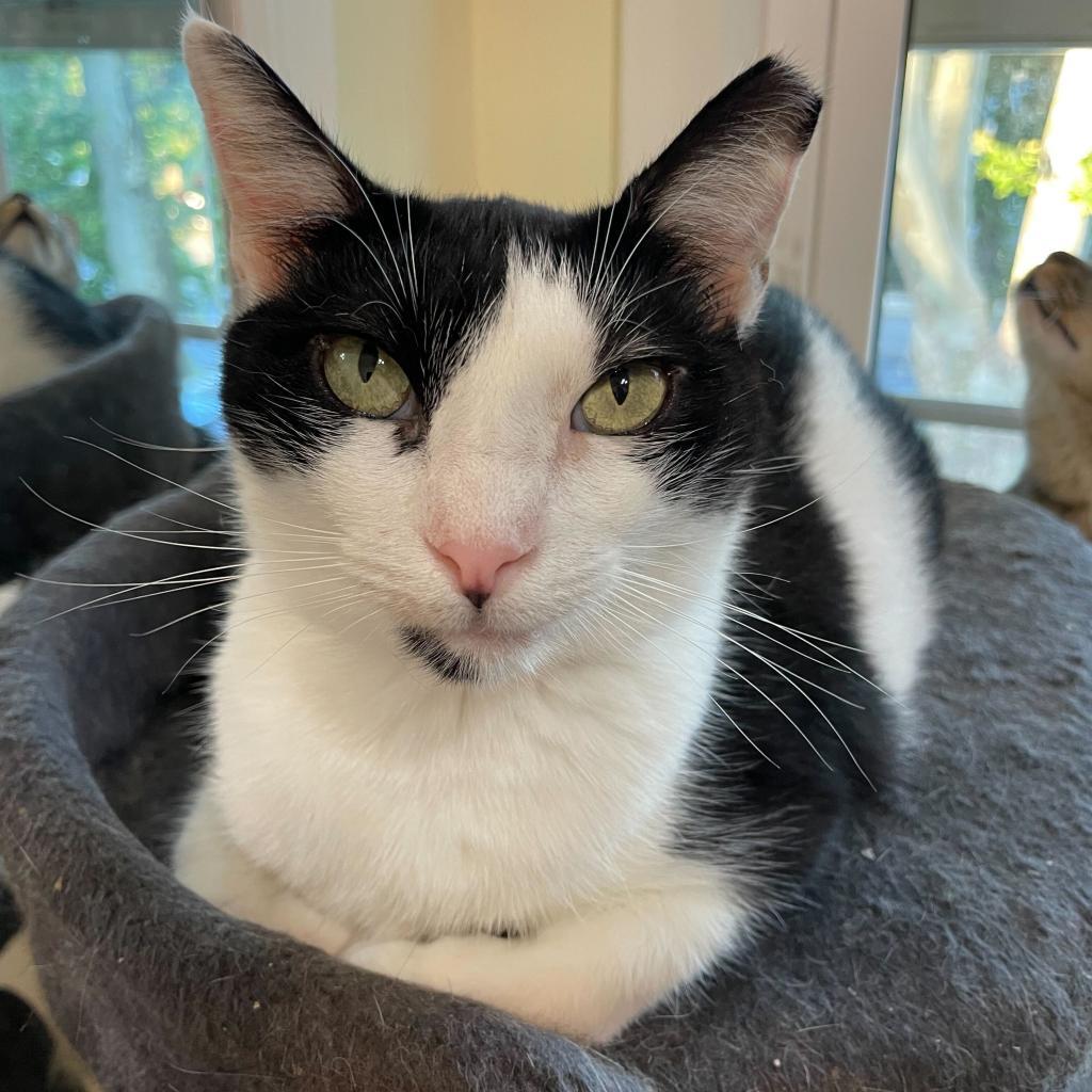 Amber, Adoptable, Adult Female Domestic Short Hair.