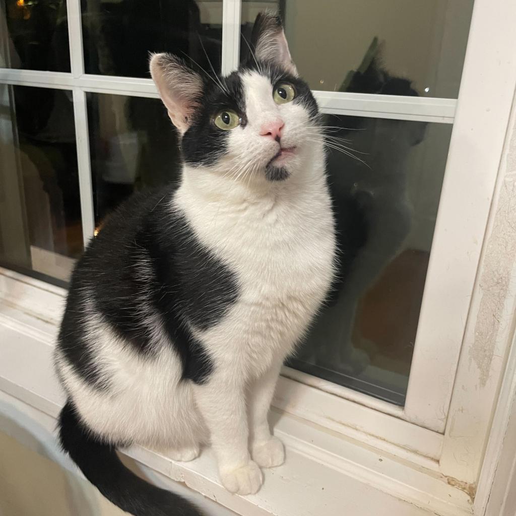 Enlarge Amber, a Adoptable Domestic Short Hair in Howard beach, NY image 3/4