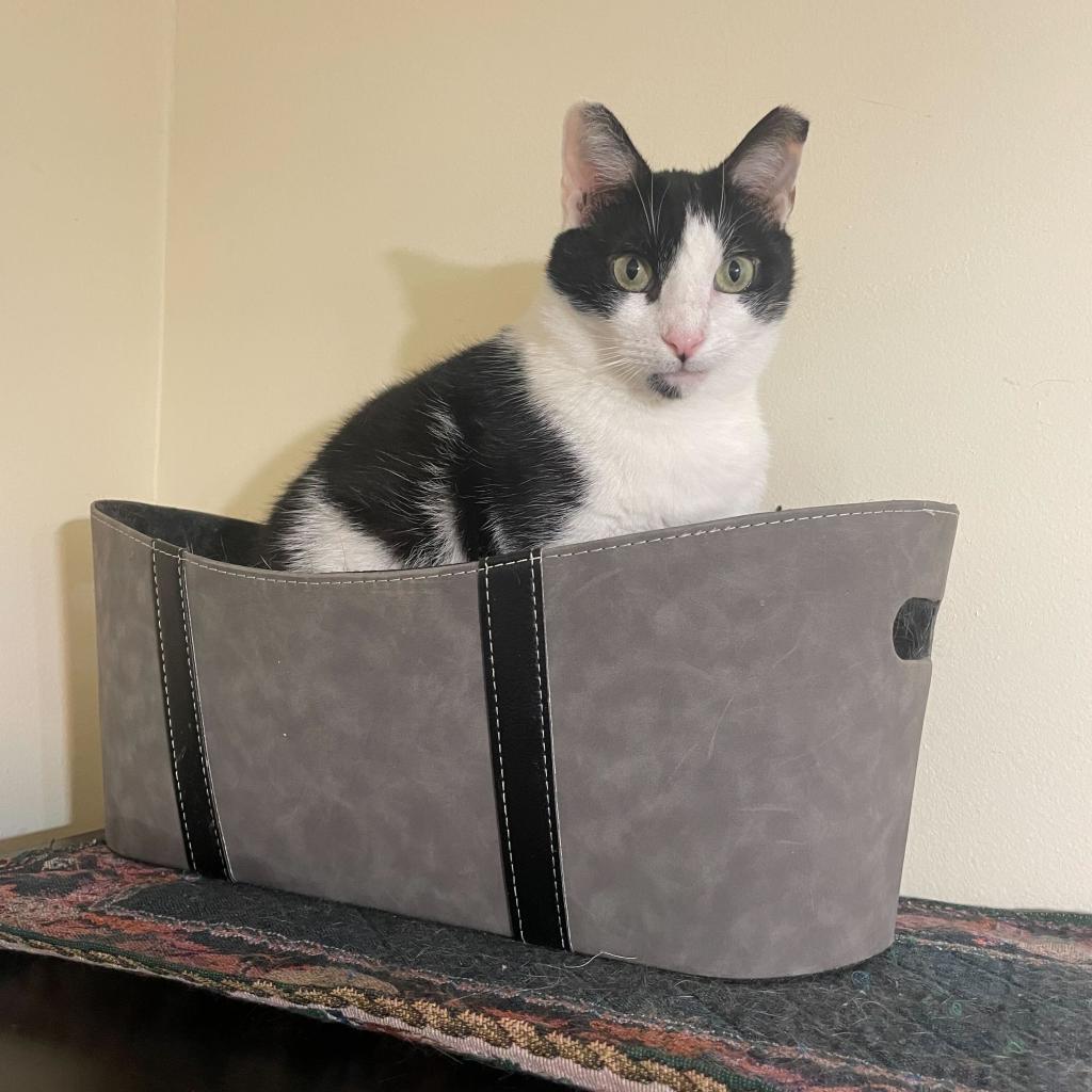 Enlarge Amber, a Adoptable Domestic Short Hair in Howard beach, NY image 4/4