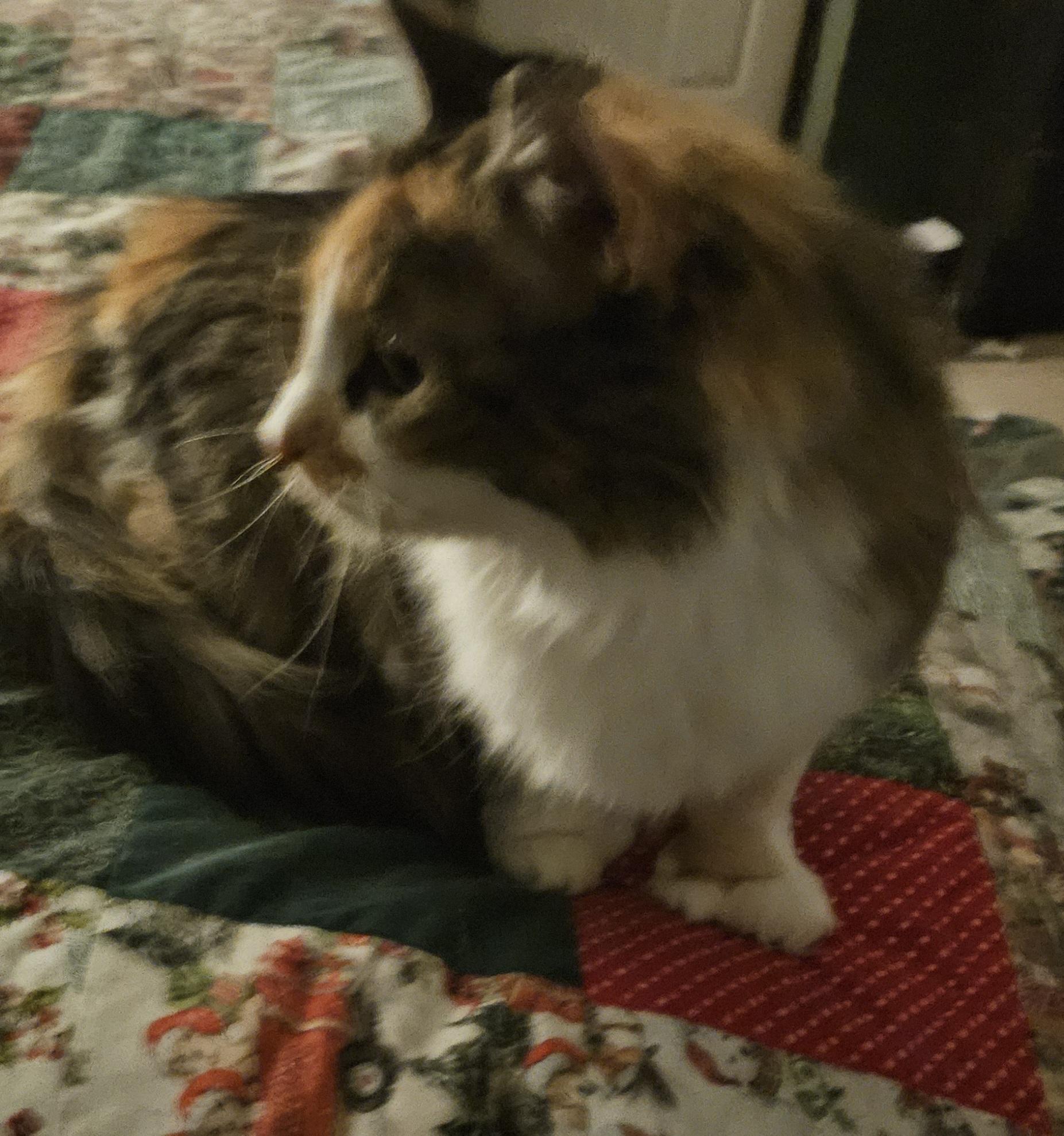 Enlarge Bonnie Belle, an adopted Calico in Mansfield, PA image 3/4