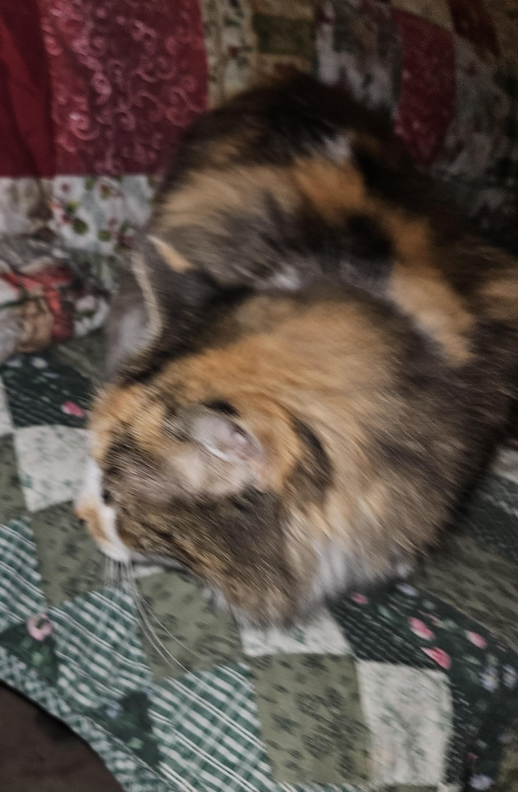 Enlarge Bonnie Belle, an adopted Calico in Mansfield, PA image 4/4