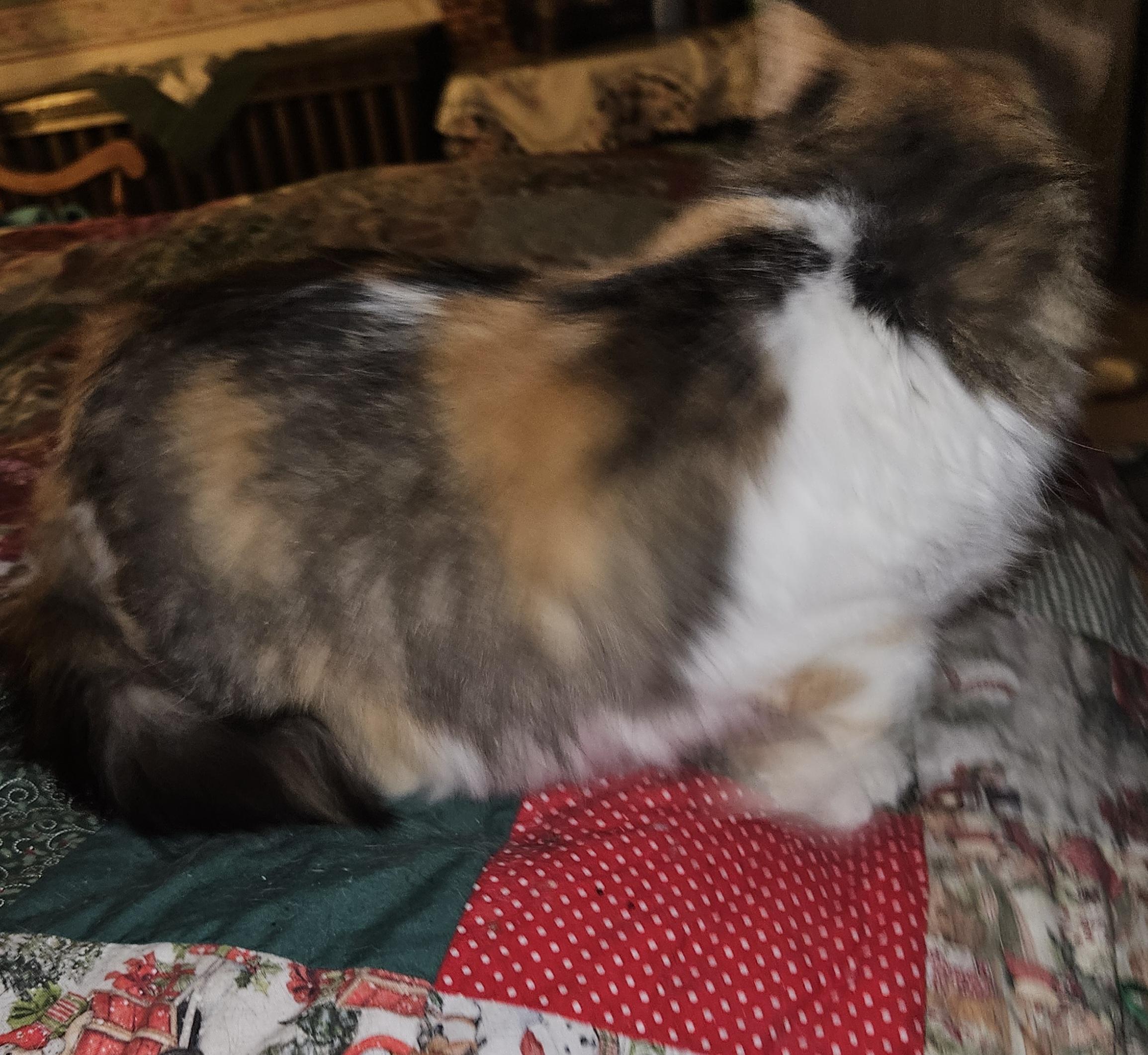 Enlarge Bonnie Belle, an adopted Calico in Mansfield, PA image 2/4