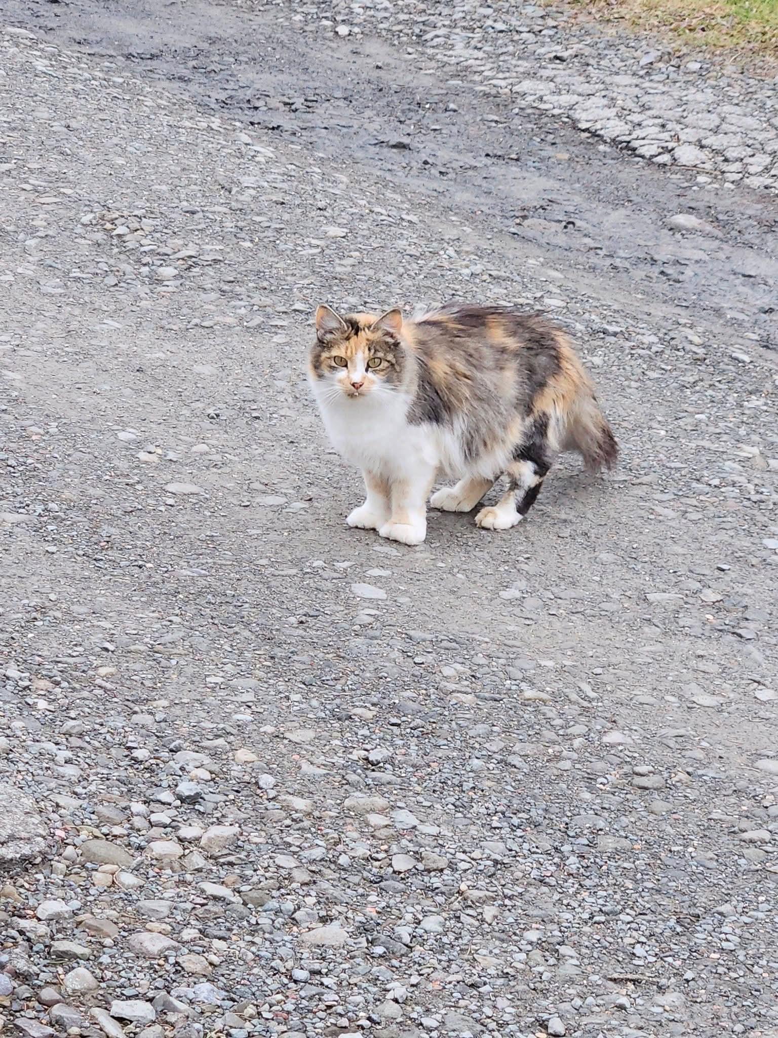 Bonnie Belle, adopted, Adult Female Calico.
