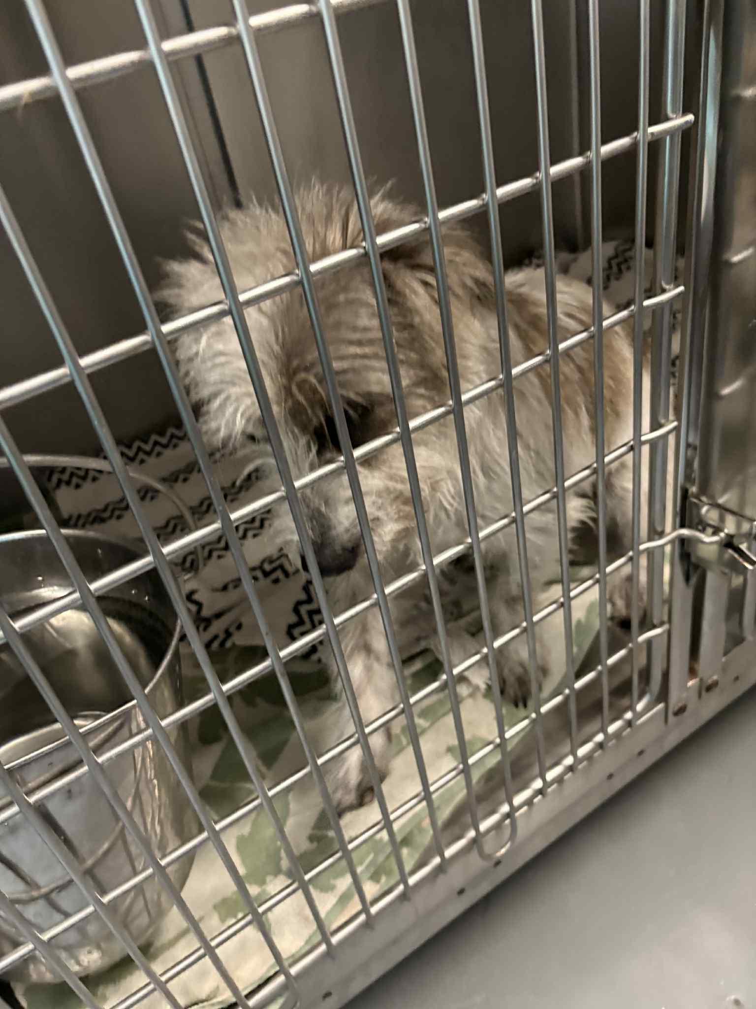 Elfie Hc thumbnail 2