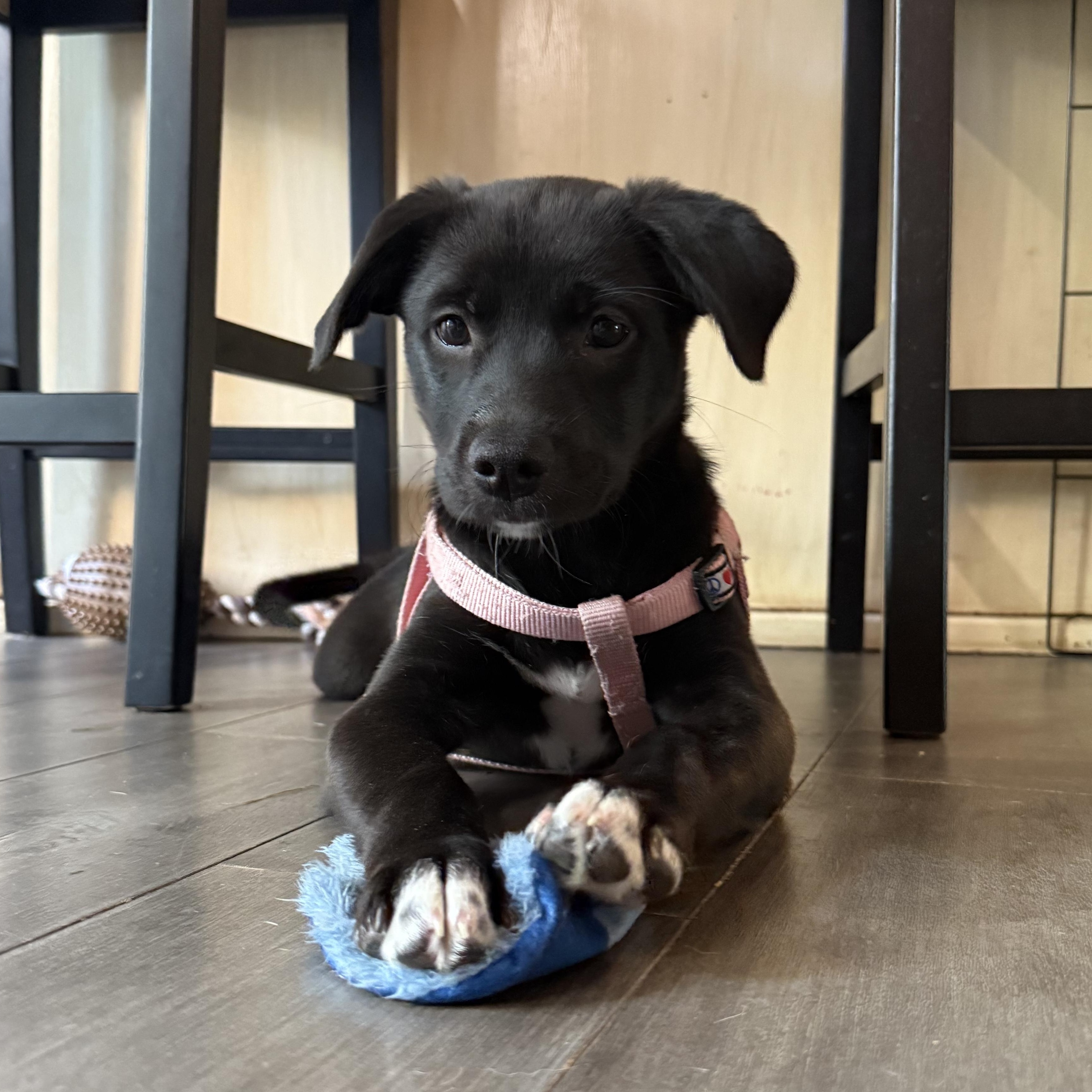 Jenny, a Adoptable Pit Bull Terrier in Westchester, IL image 2/4