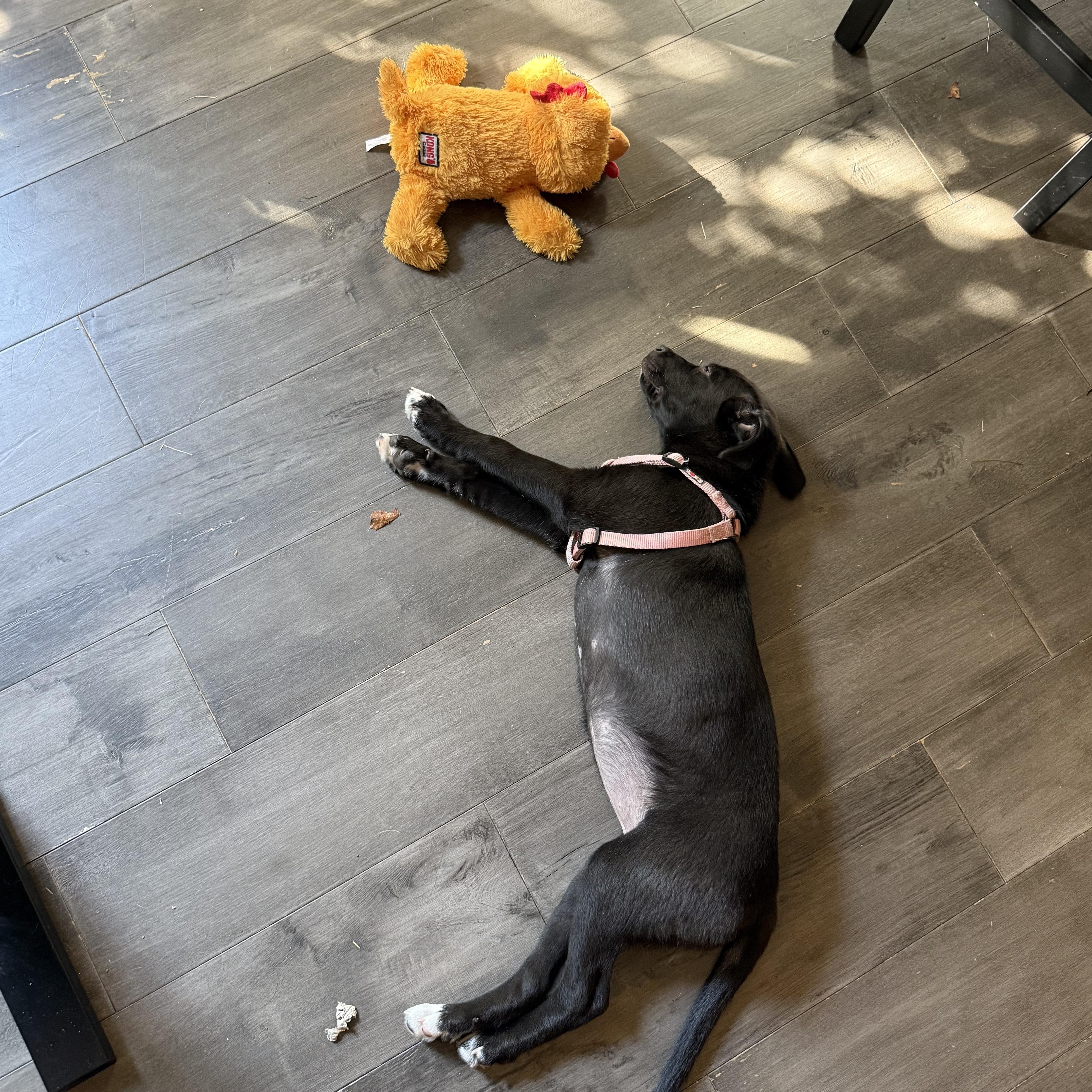 Jenny, a Adoptable Pit Bull Terrier in Westchester, IL image 3/4