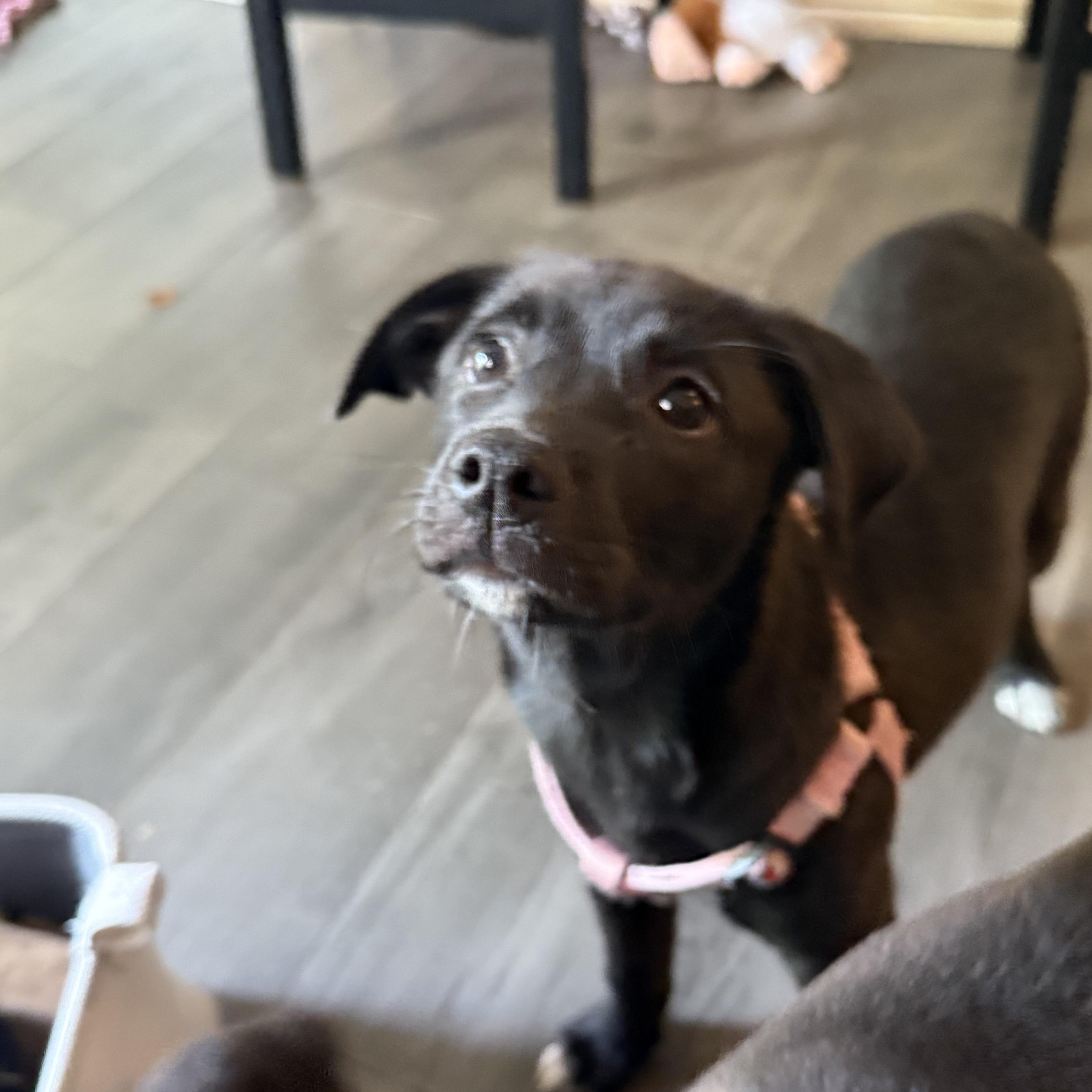 Jenny, a Adoptable Pit Bull Terrier in Westchester, IL image 4/4