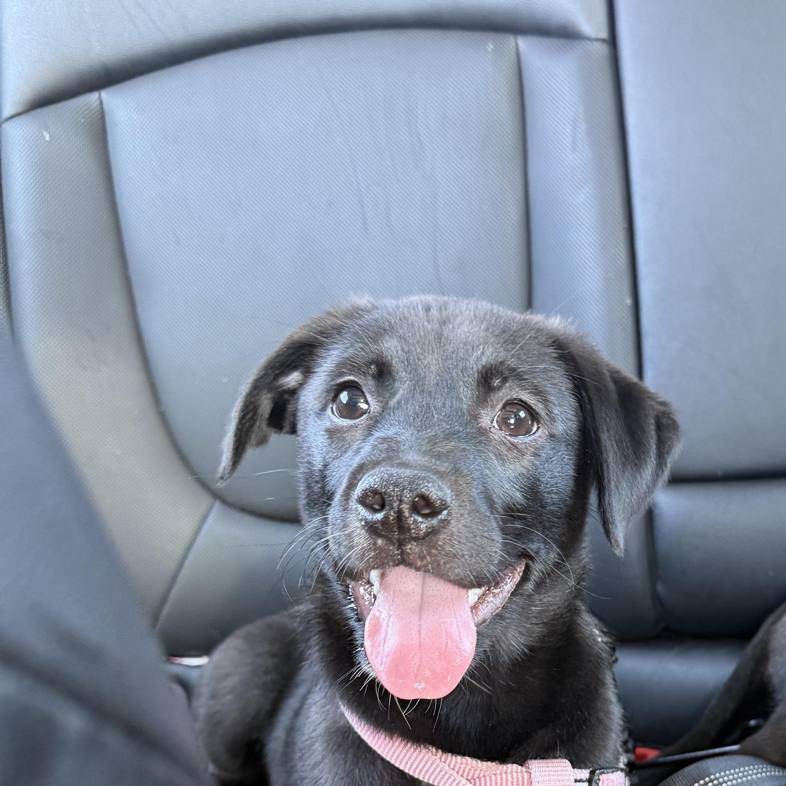 Jenny, a Adoptable Pit Bull Terrier in Westchester, IL image 1/4