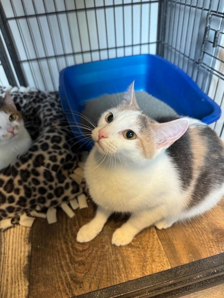 Pudding, Adoptable, Young Female Domestic Short Hair.