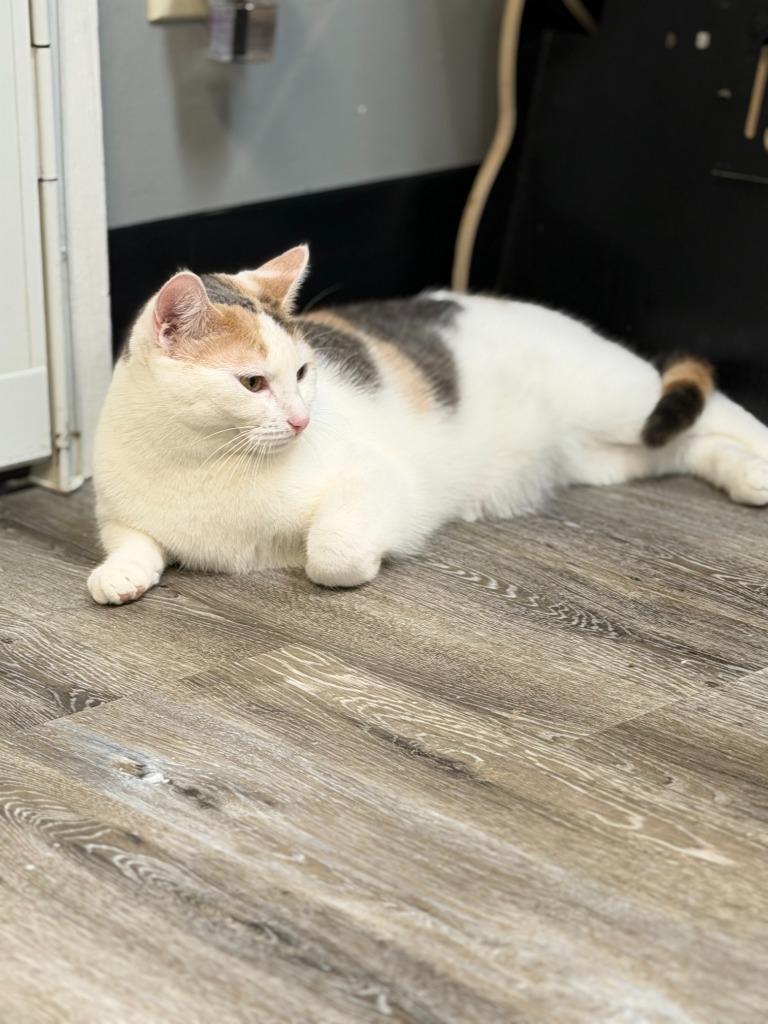 Enlarge Pudding, a Adoptable mixed breed in Algona, IA image 1/6