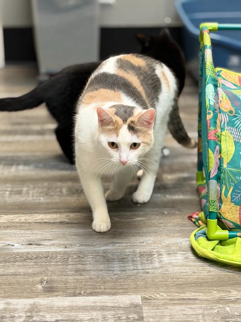 Enlarge Pudding, a Adoptable mixed breed in Algona, IA image 2/6