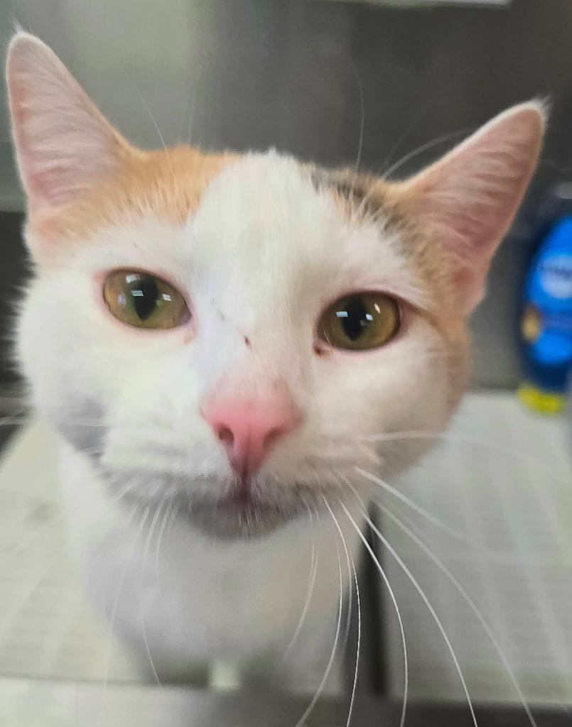 Pudding, Adoptable, Young Female Domestic Short Hair.