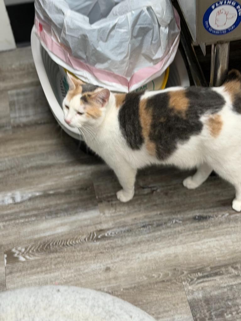 Enlarge Pudding, a Adoptable mixed breed in Algona, IA image 5/6