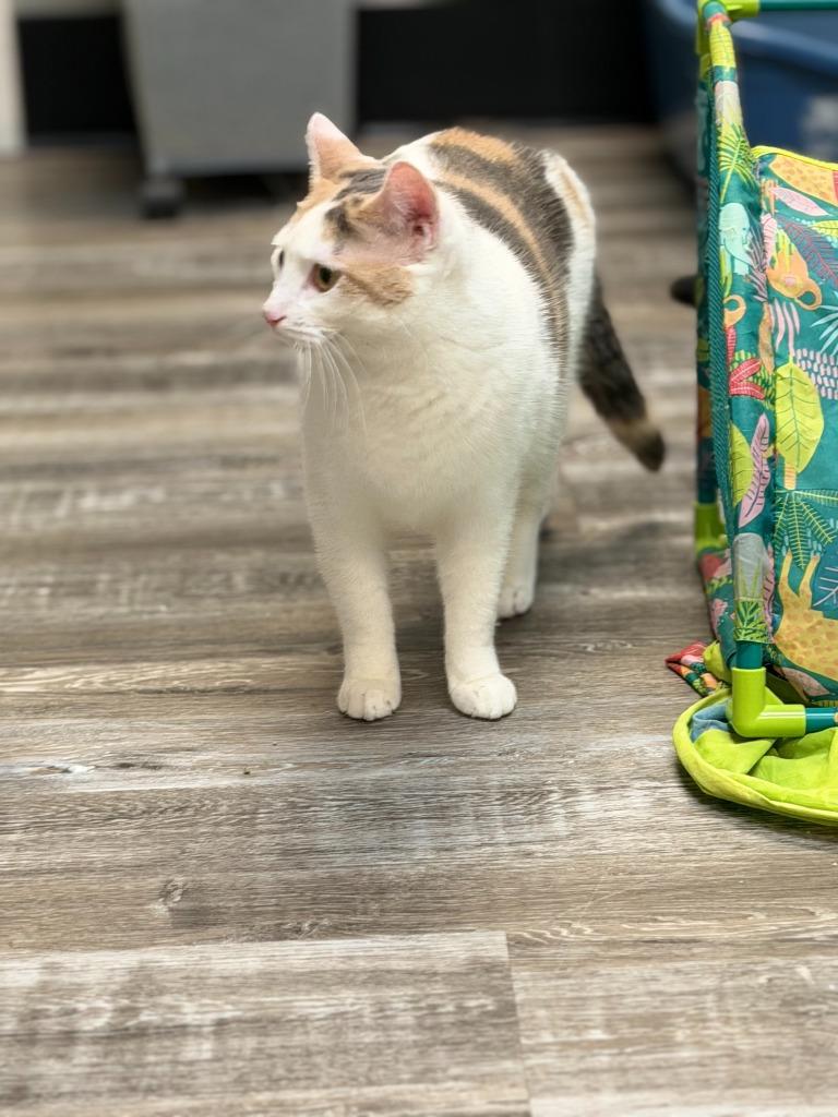 Enlarge Pudding, a Adoptable mixed breed in Algona, IA image 6/6