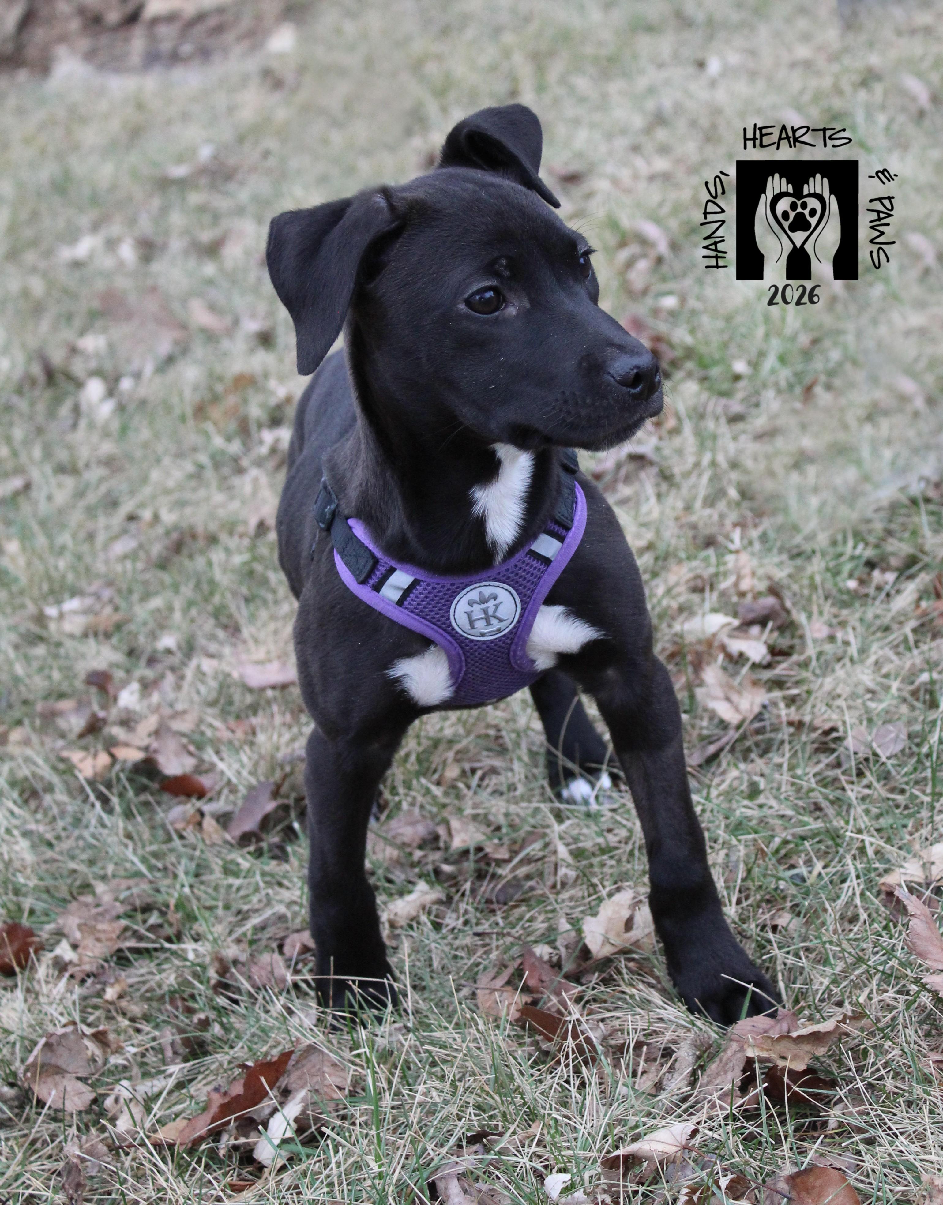 Spider, a Adoptable mixed breed in Omaha, NE image 4/4
