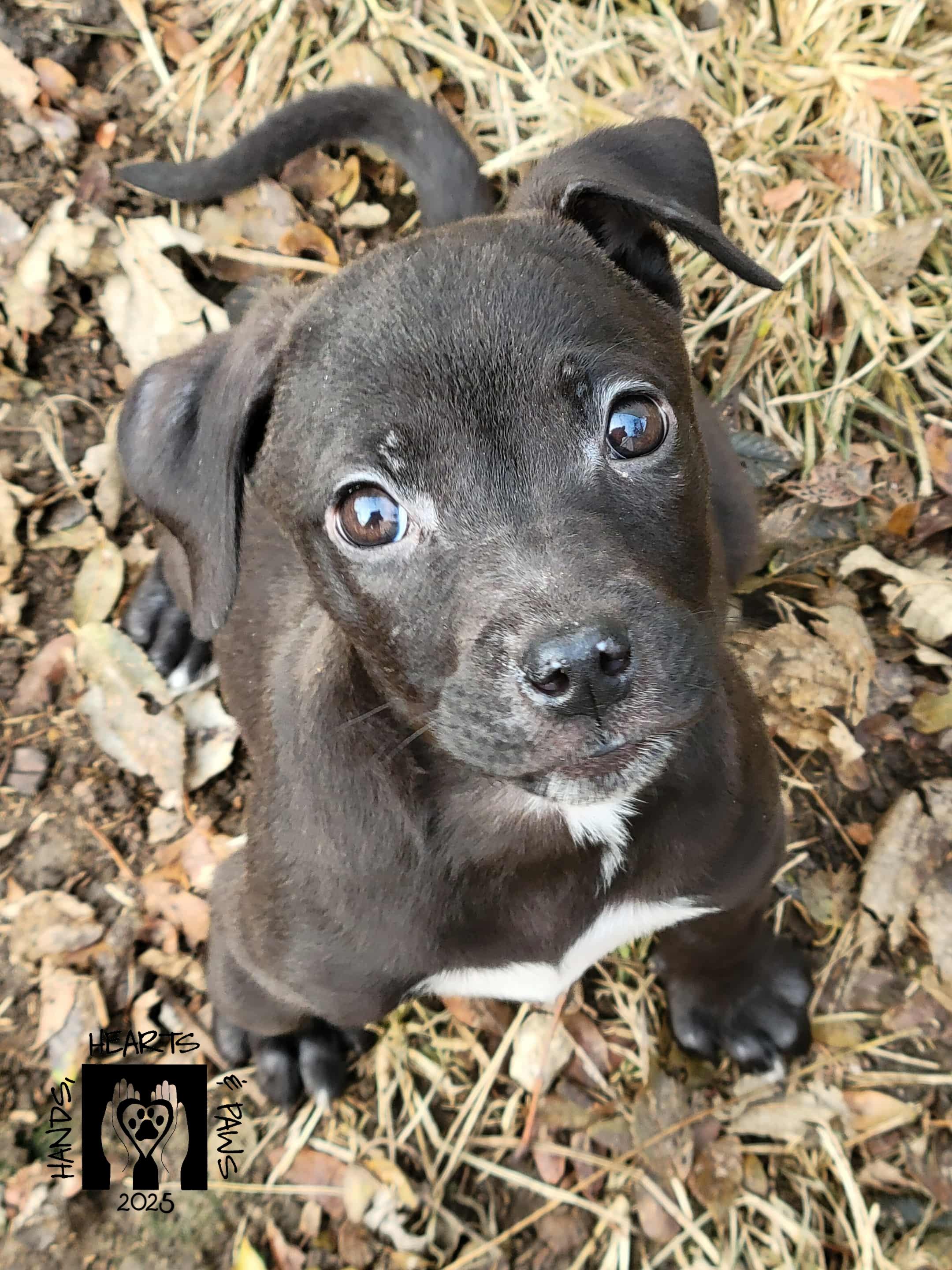 Spider, Adoptable, Puppy Female Labrador Retriever.