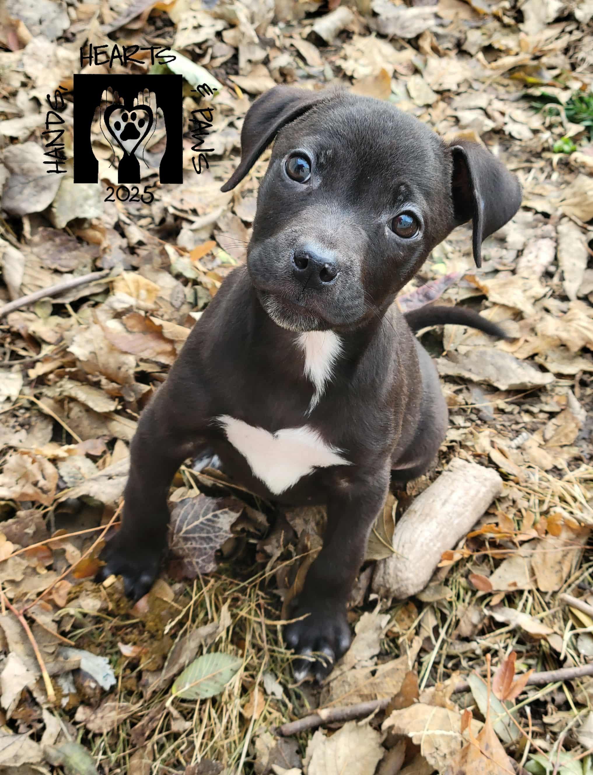 Spider, a Adoptable mixed breed in Omaha, NE image 3/4