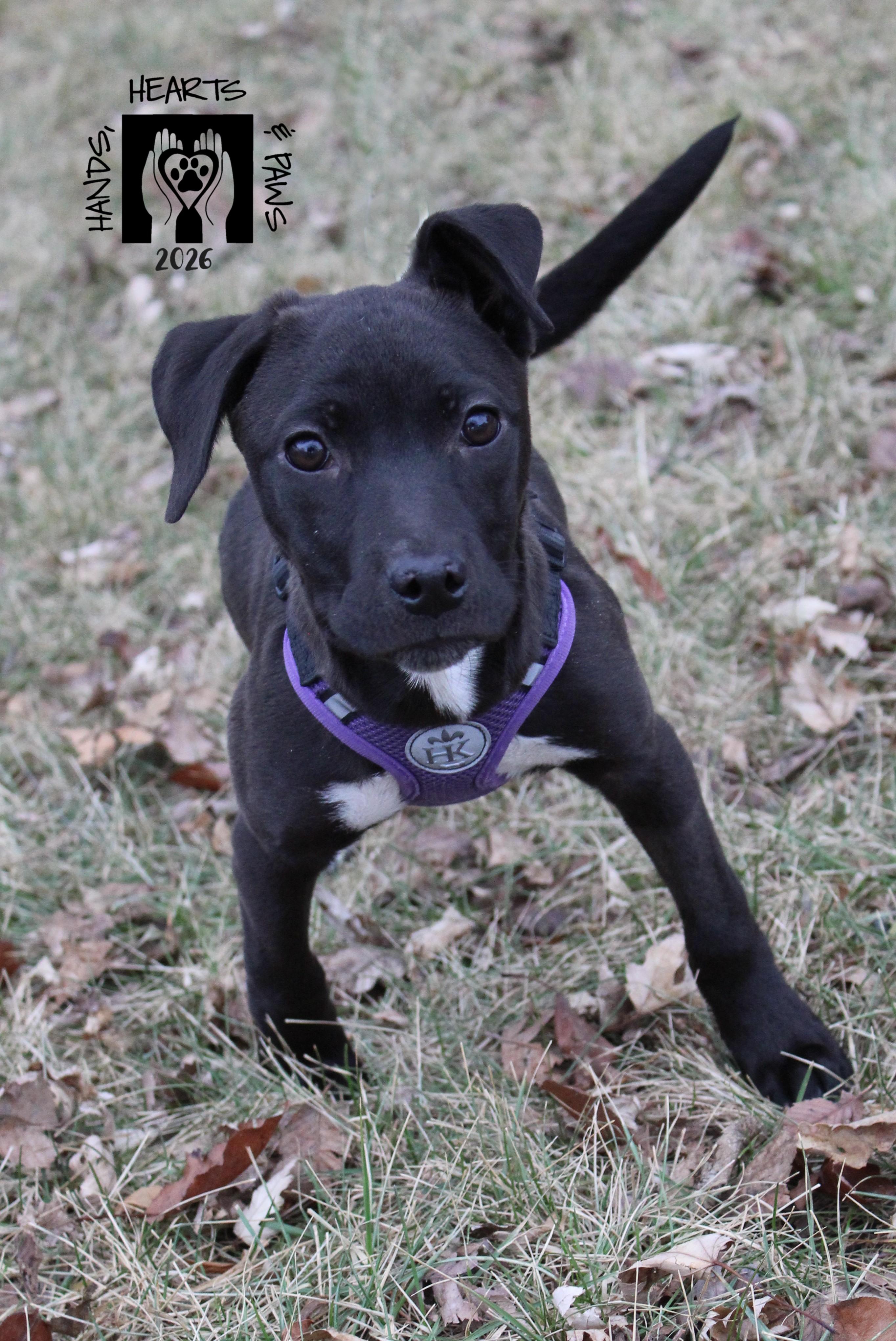 Spider, Adoptable, Puppy Female Labrador Retriever.