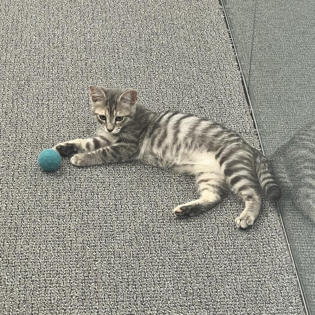 Peppa, Adoptable, Kitten Female Domestic Short Hair.