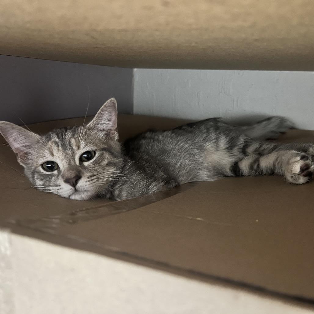 Enlarge Peppa, a Adoptable Domestic Short Hair in Costa Mesa, CA image 2/6