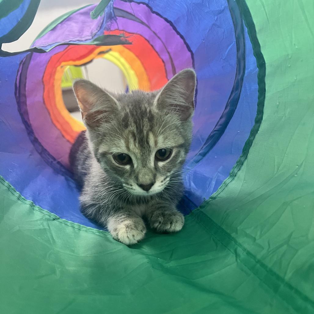 Enlarge Peppa, a Adoptable Domestic Short Hair in Costa Mesa, CA image 3/6