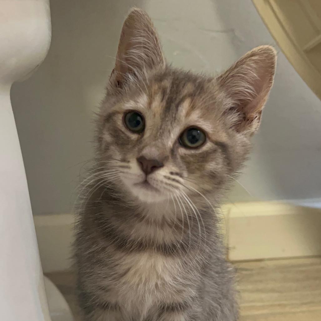 Enlarge Peppa, a Adoptable Domestic Short Hair in Costa Mesa, CA image 4/6