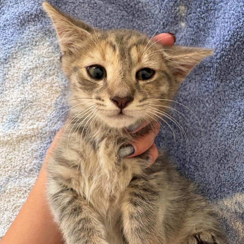 Enlarge Peppa, a Adoptable Domestic Short Hair in Costa Mesa, CA image 5/6
